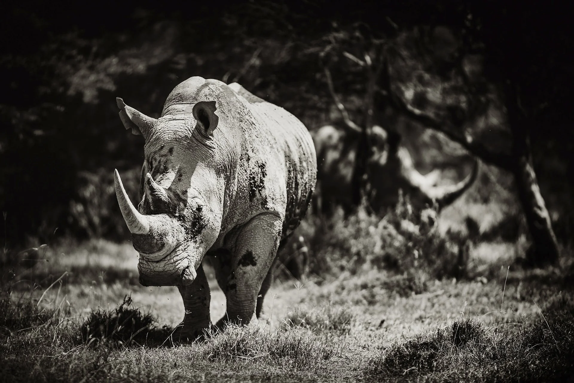 White rhinoceros standing among grass and open woodland, with a broad square muzzle and two horns visible.
