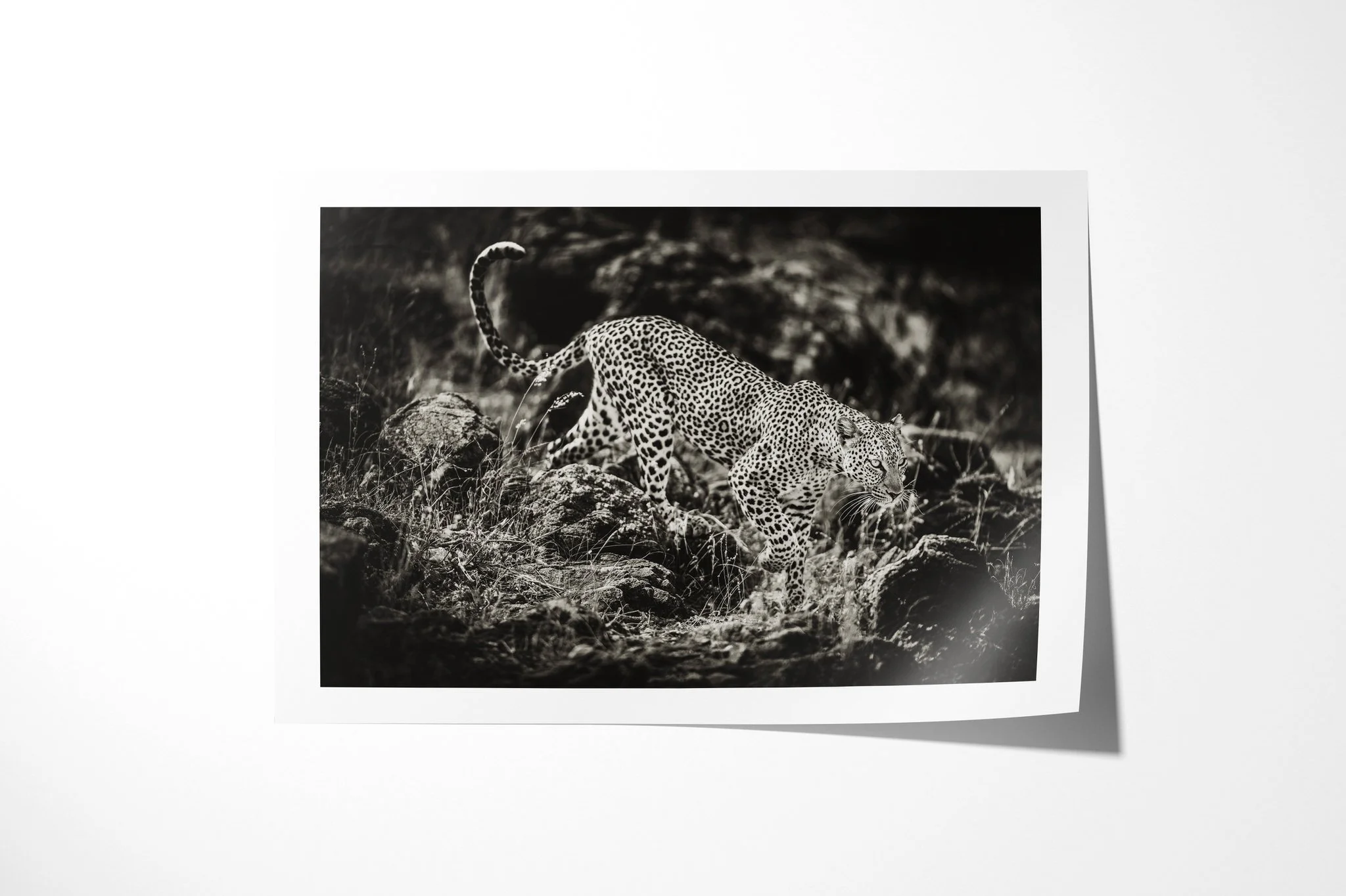 Fine art paper print of Leopard II, showing leopard moving down a rocky slope with one forepaw extended and its long tail raised in a curve.