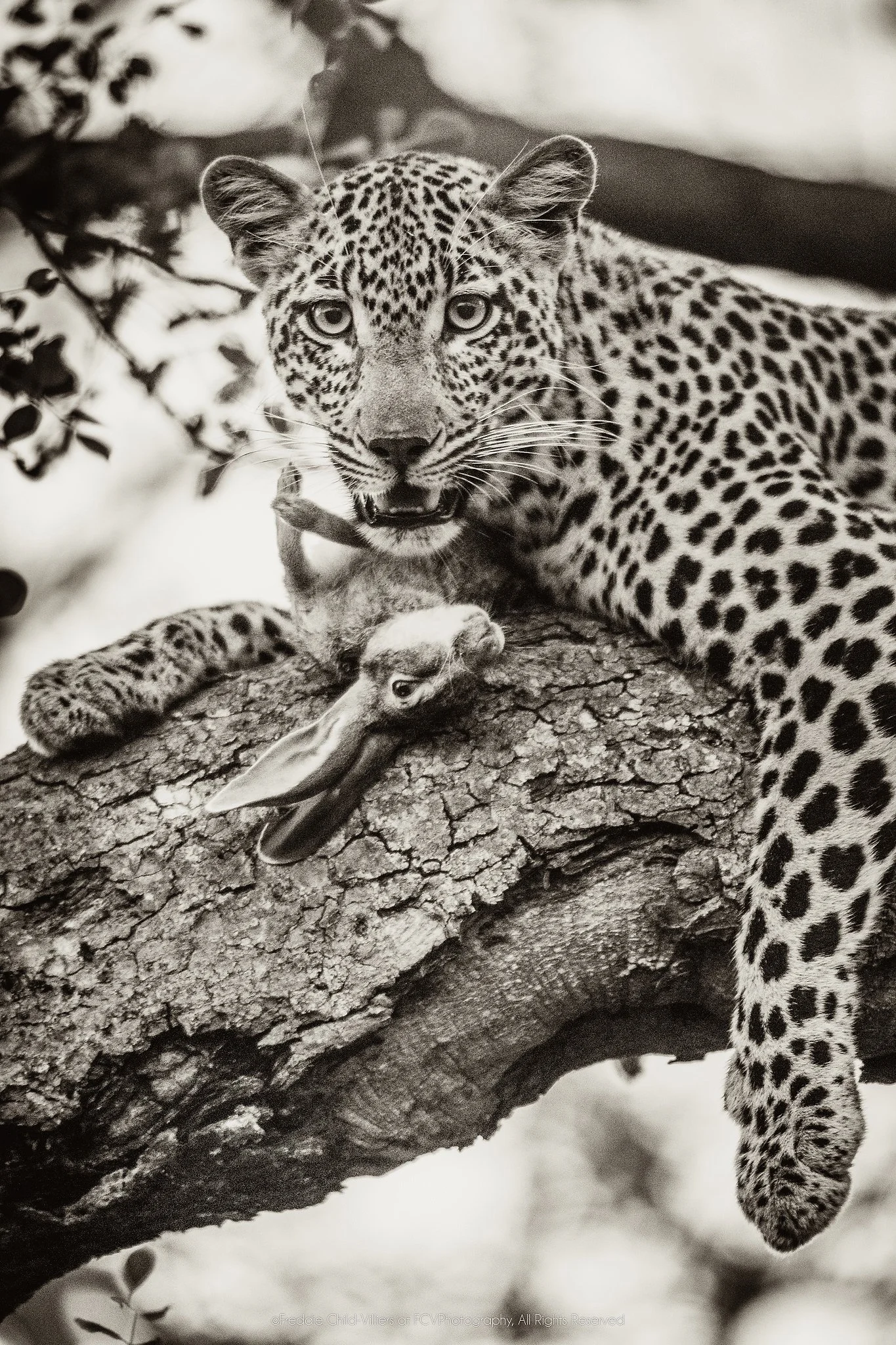 Leopard stretched along a tree branch beside visible prey remains, looking towards the camera.