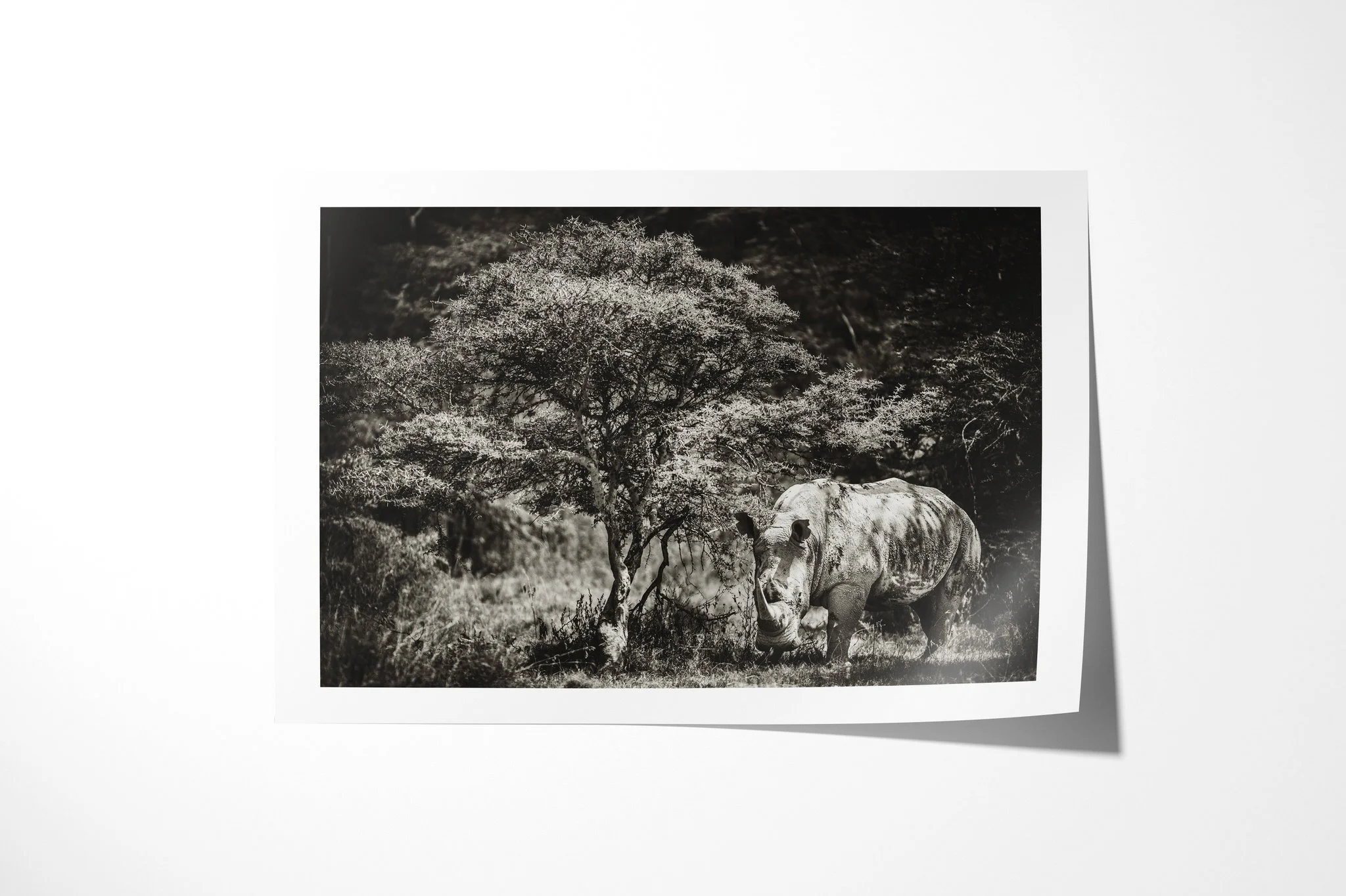 Fine art paper print of White Rhino, showing white rhinoceros standing beneath a broad tree, with square muzzle, heavy shoulder and two horns visible.