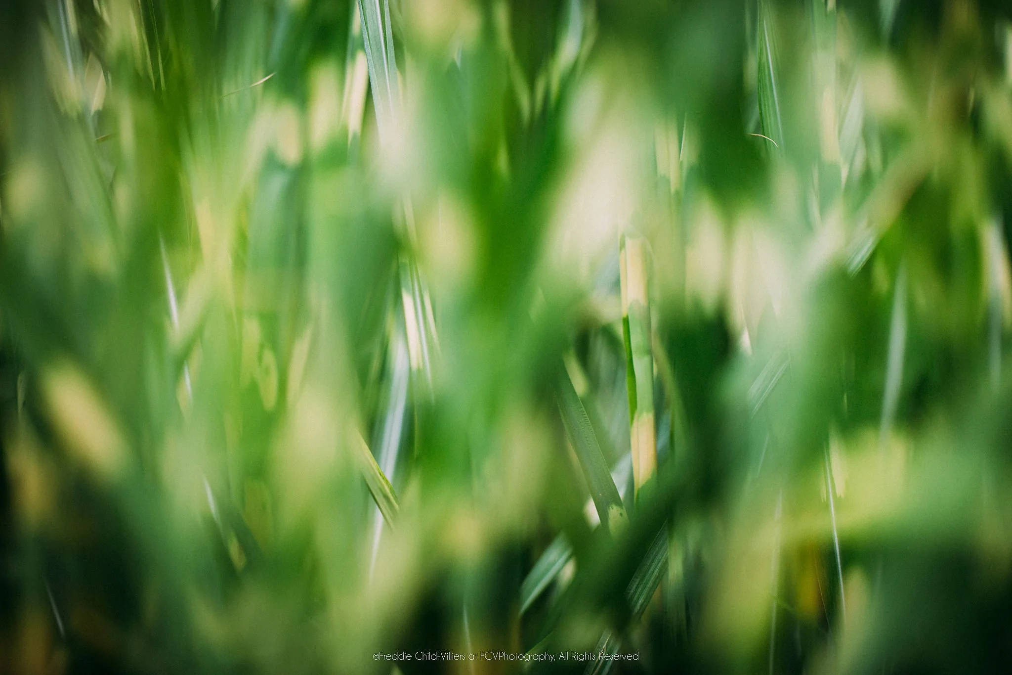 Green reeds blurred into luminous vertical strokes, with small areas of sharp leaf detail among soft light and shadow.