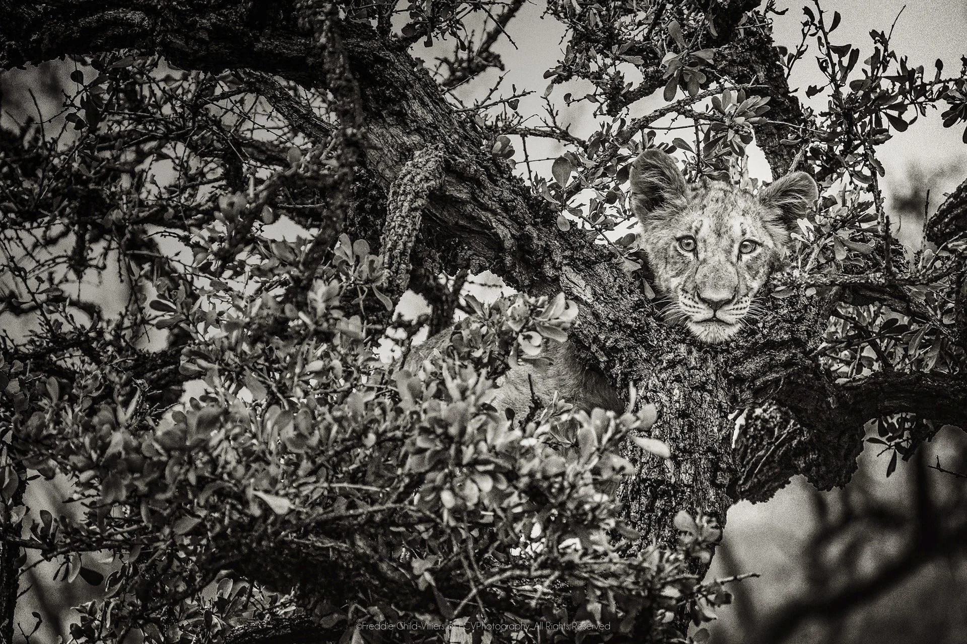Lion cub’s face emerging through dense tree branches and leaves, with one eye held in clear focus.