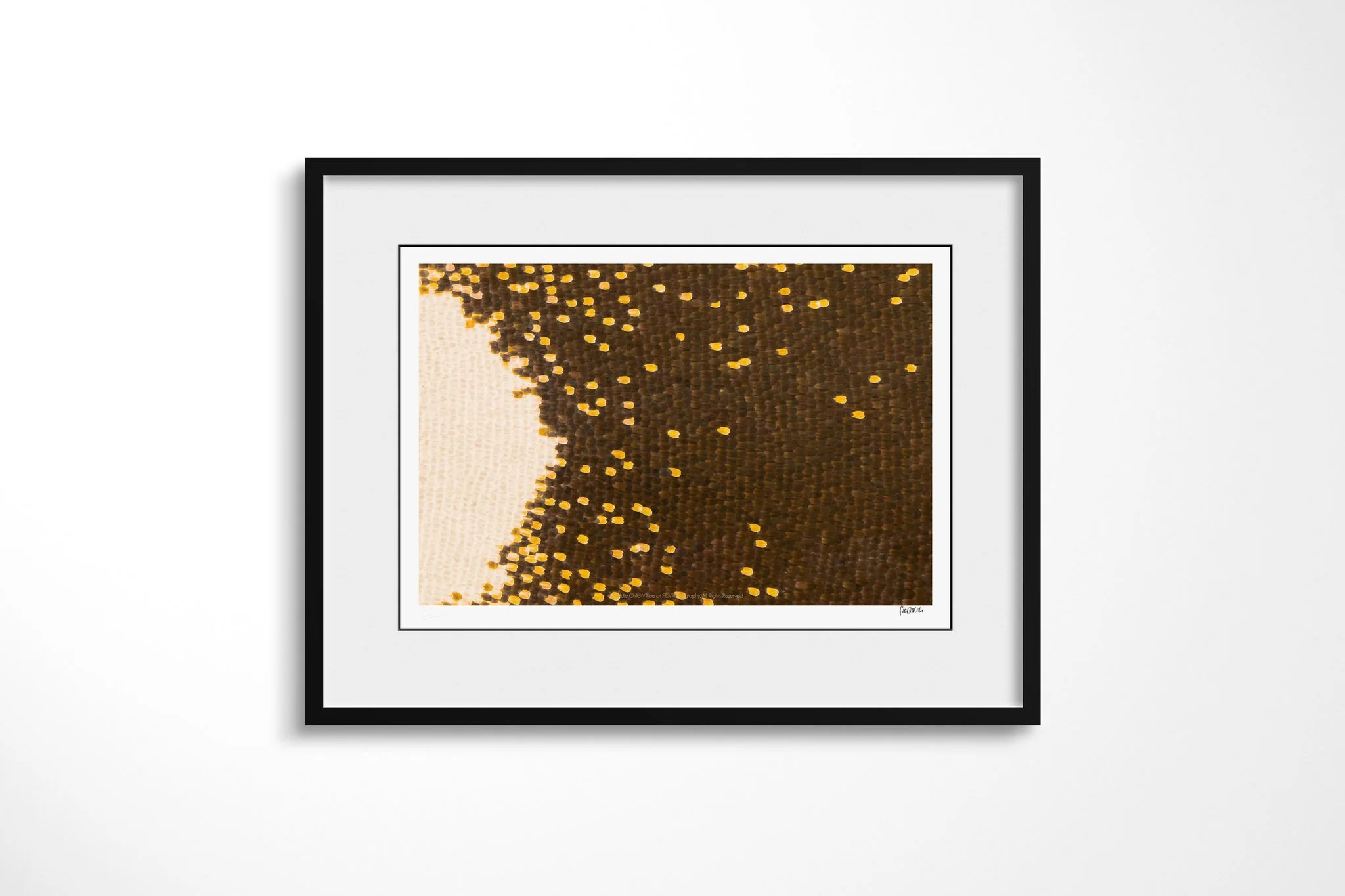 Black-framed presentation of Papilio antenor - Papilionini Tribe I with a white mount, showing dark brown wing scales scattered with yellow-gold dots beside a large cream-white curve.