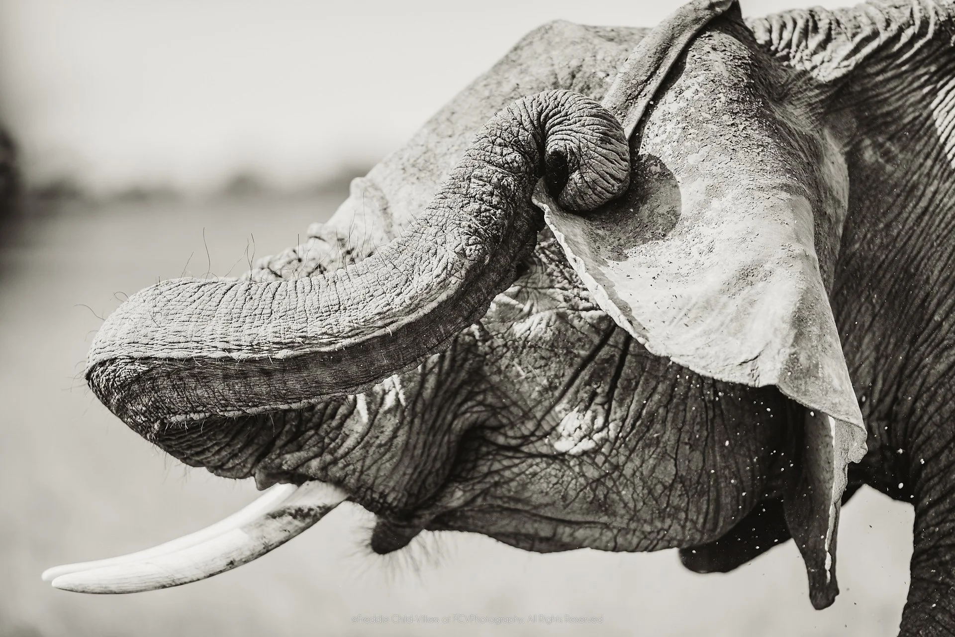 Close African savanna elephant portrait with its trunk curled across the face and one tusk.