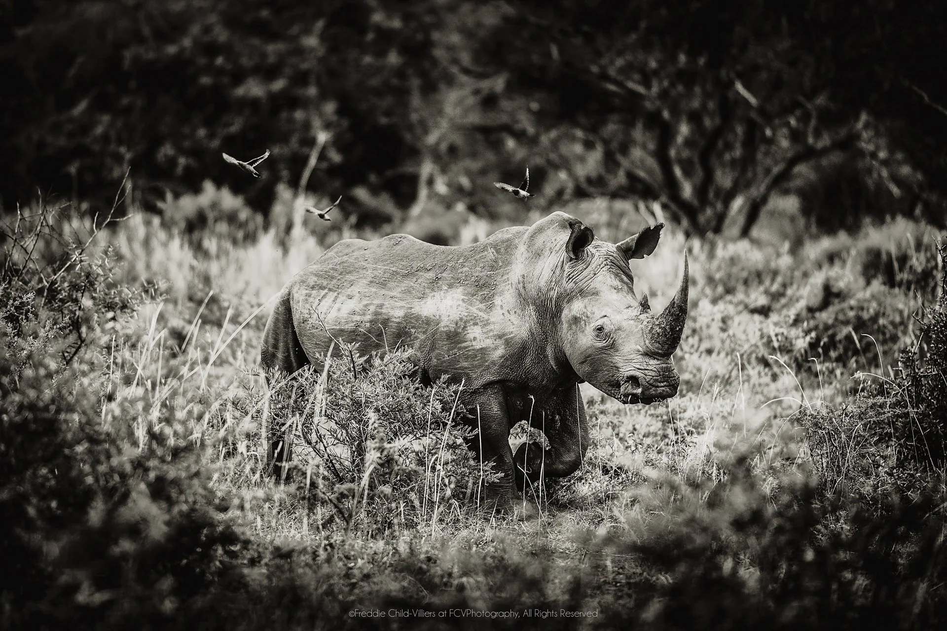 Solitary rhinoceros standing among bush and grass, its head raised and two horns visible.