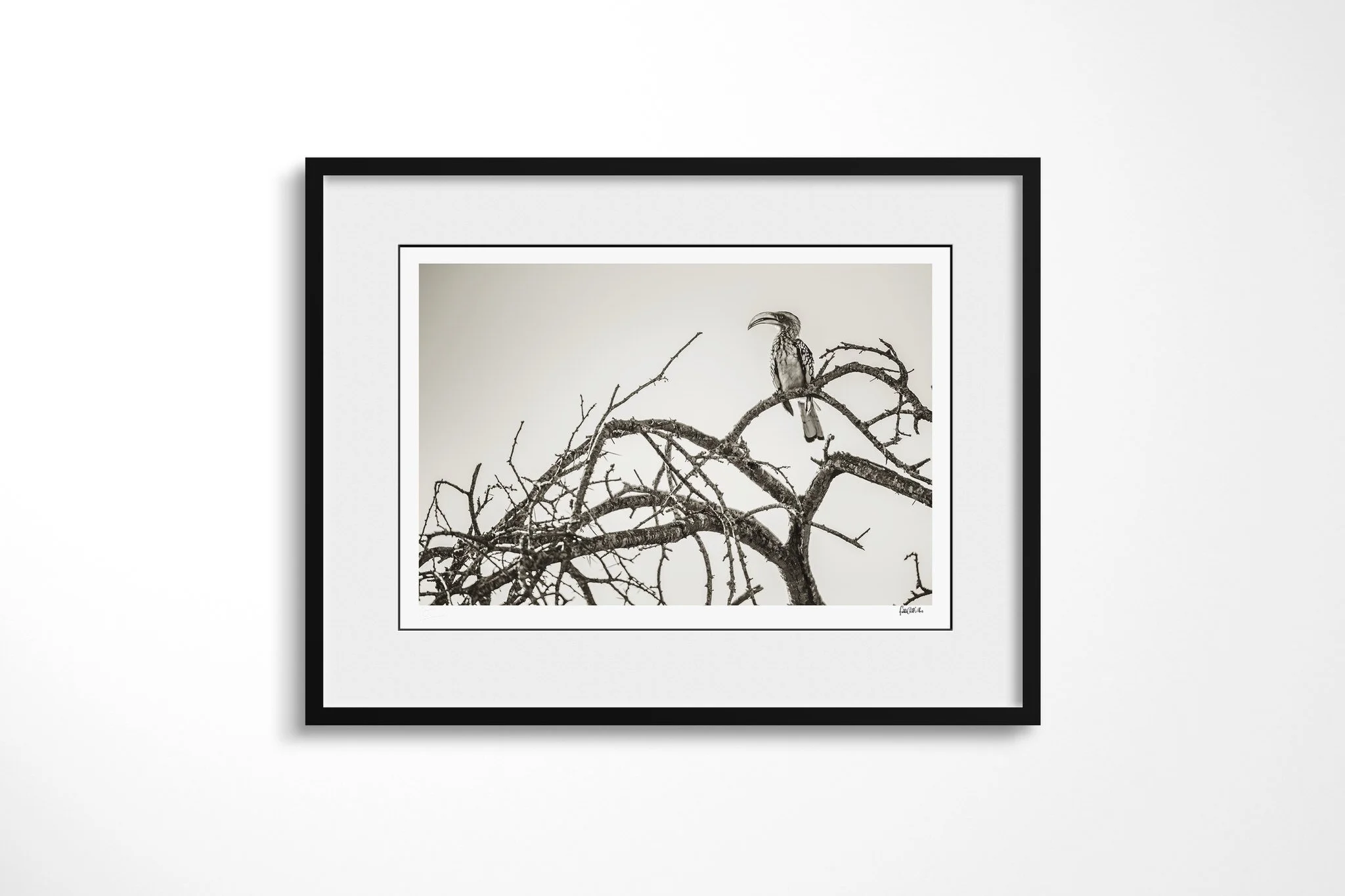 Framed presentation of Hornbill with a white mount and black frame, showing hornbill perched among bare thorny branches, with a long downcurved bill and patterned wings.