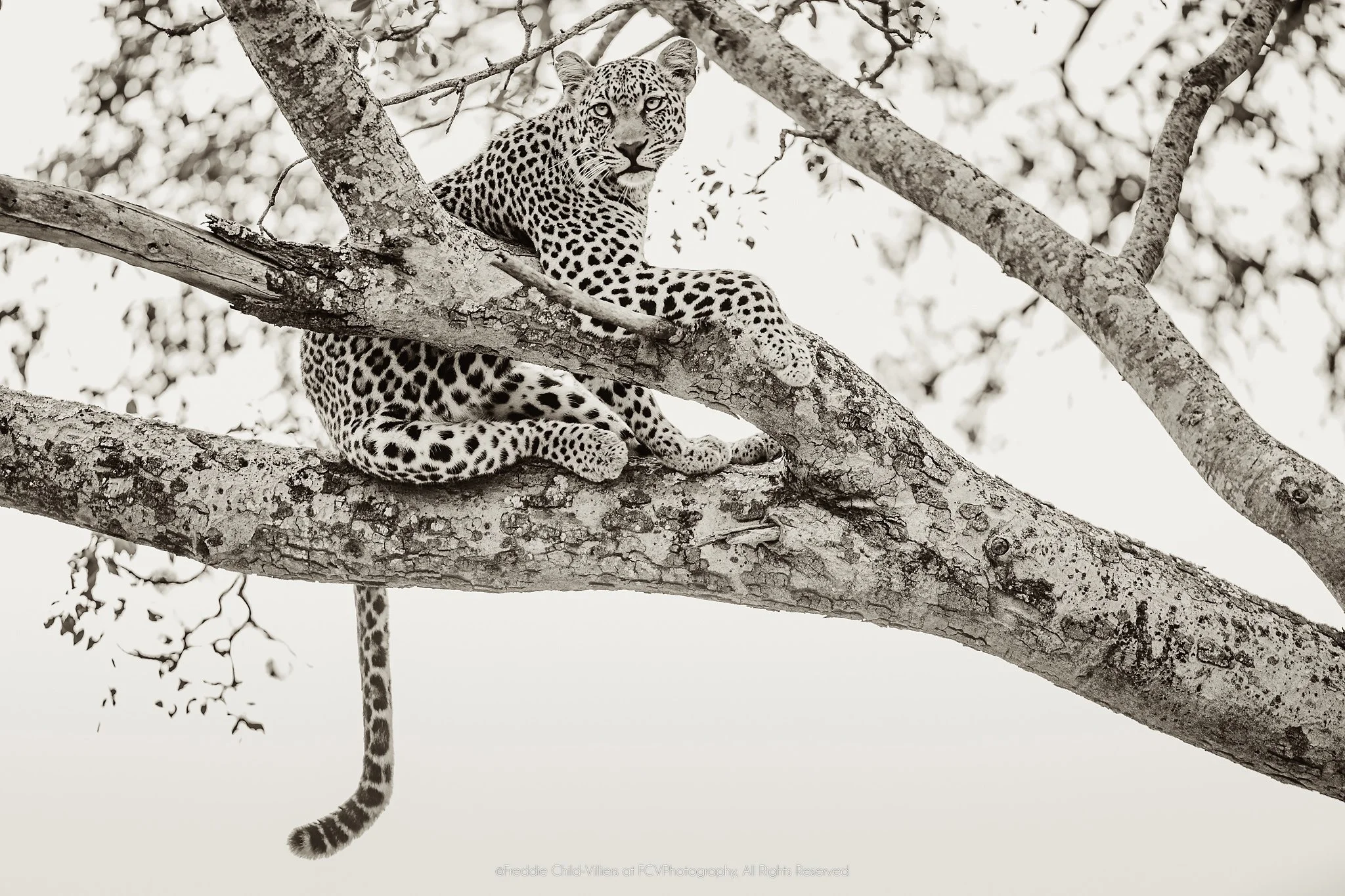 Leopard draped across a thick tree branch with its head resting forward and tail hanging below.