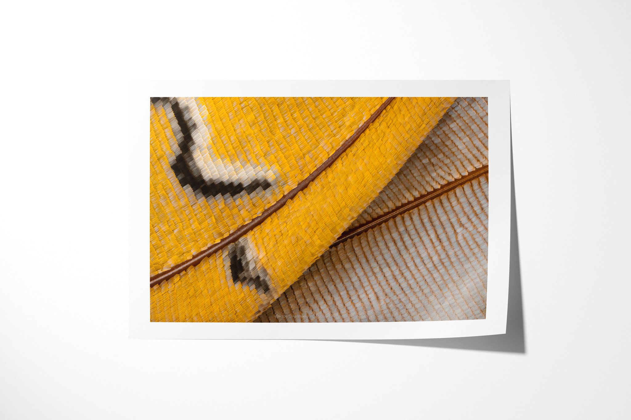 Fine art paper print of Charaxes bipunctatus - Nymphalini Tribe, showing golden and pale blue-grey wing scales intersected by brown veins and black-edged cream markings.