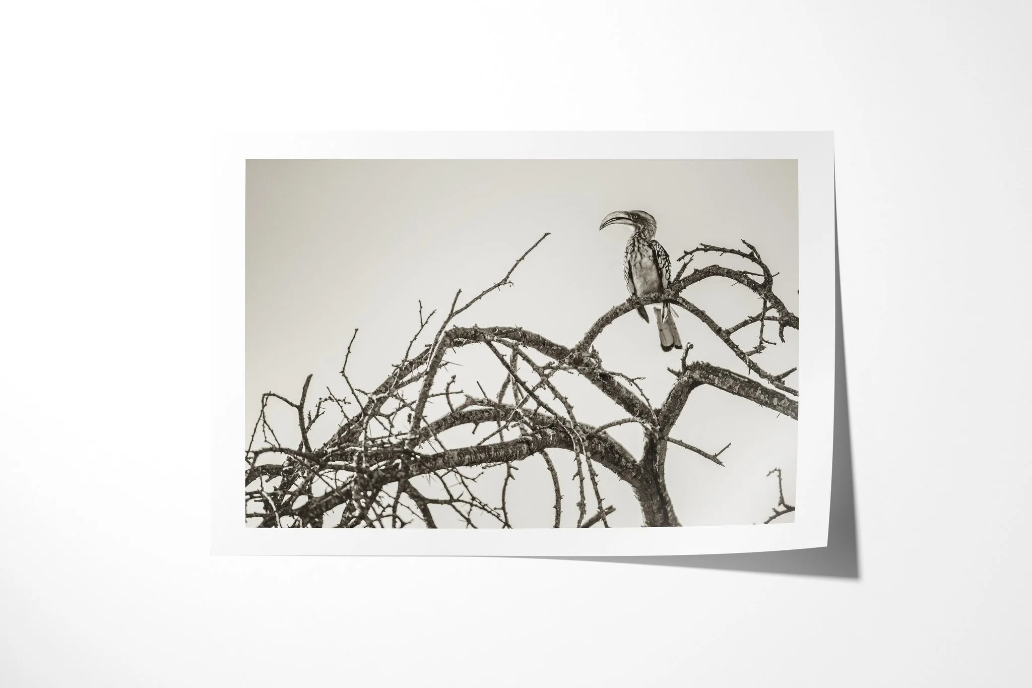 Fine art paper print of Hornbill, showing hornbill perched among bare thorny branches, with a long downcurved bill and patterned wings.
