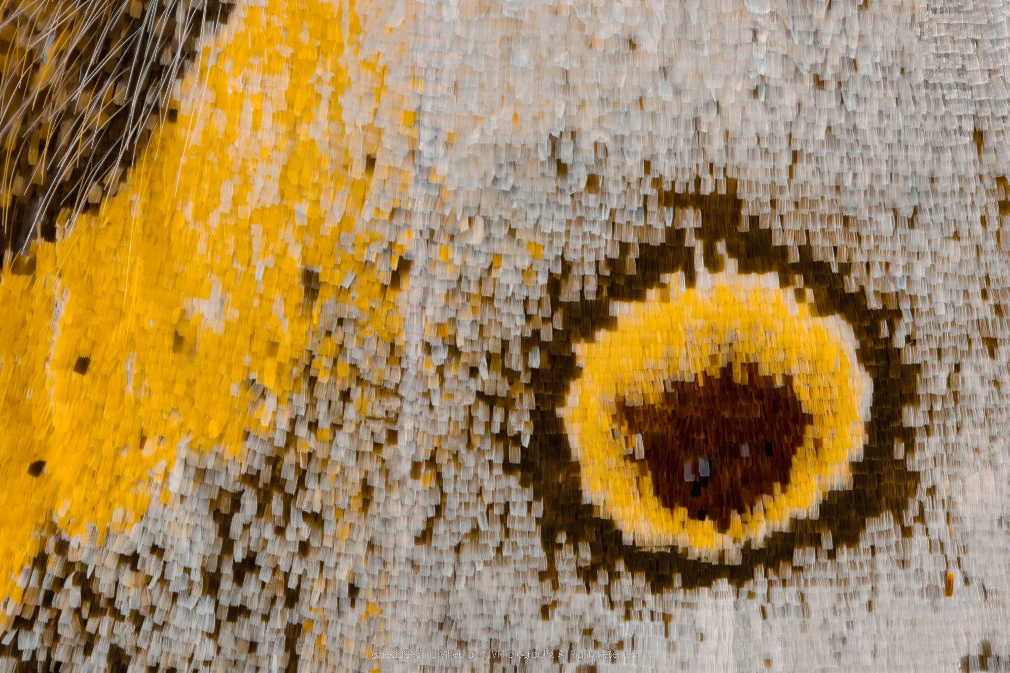 Extreme macro detail of a brown and yellow eyespot on silver-grey scales beside a broad ochre band and dark hairs.
