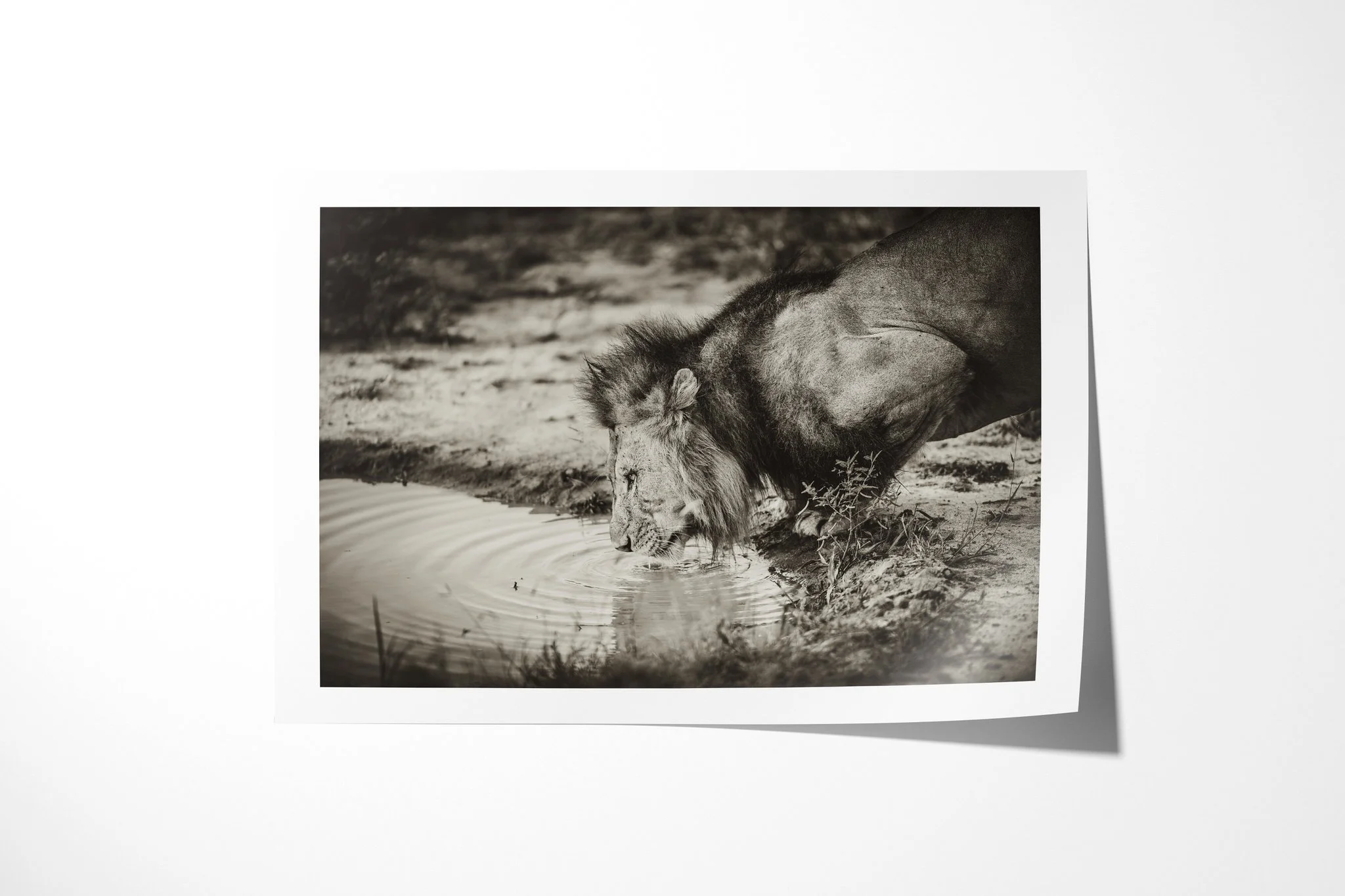 Fine art paper print of Parched, showing maned male lion drinking at the edge of a small waterhole, with his reflection broken by ripples.