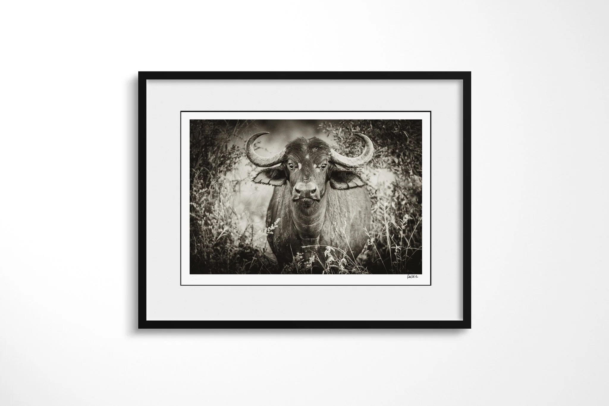 Framed presentation of Baffled with a white mount and black frame, showing african buffalo facing forward through grass and low brush, with broad horns and muzzle prominent.