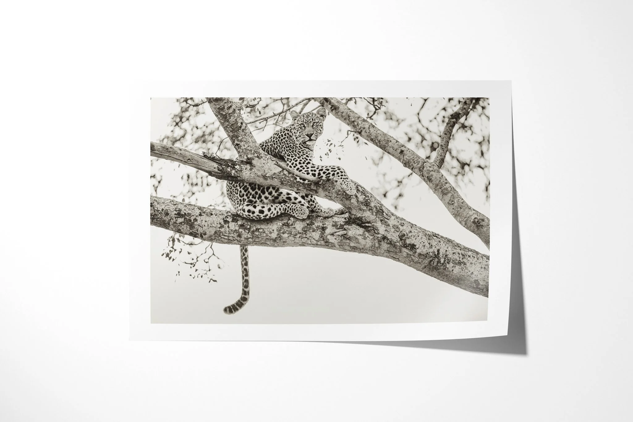 Fine art paper print of Blasé, showing leopard draped across a thick tree branch with its head resting forward and tail hanging below.