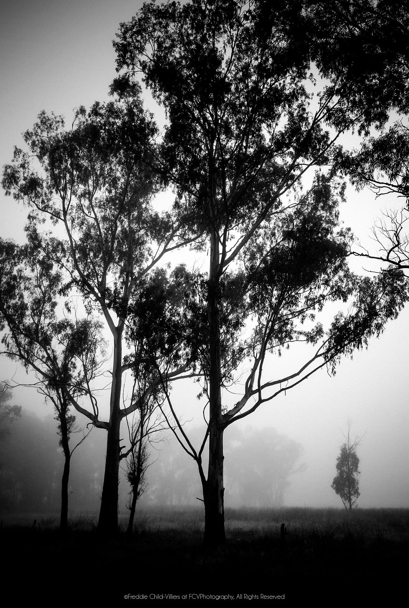 Tall dark trees in dense fog, with a smaller solitary tree fading into the pale distance.