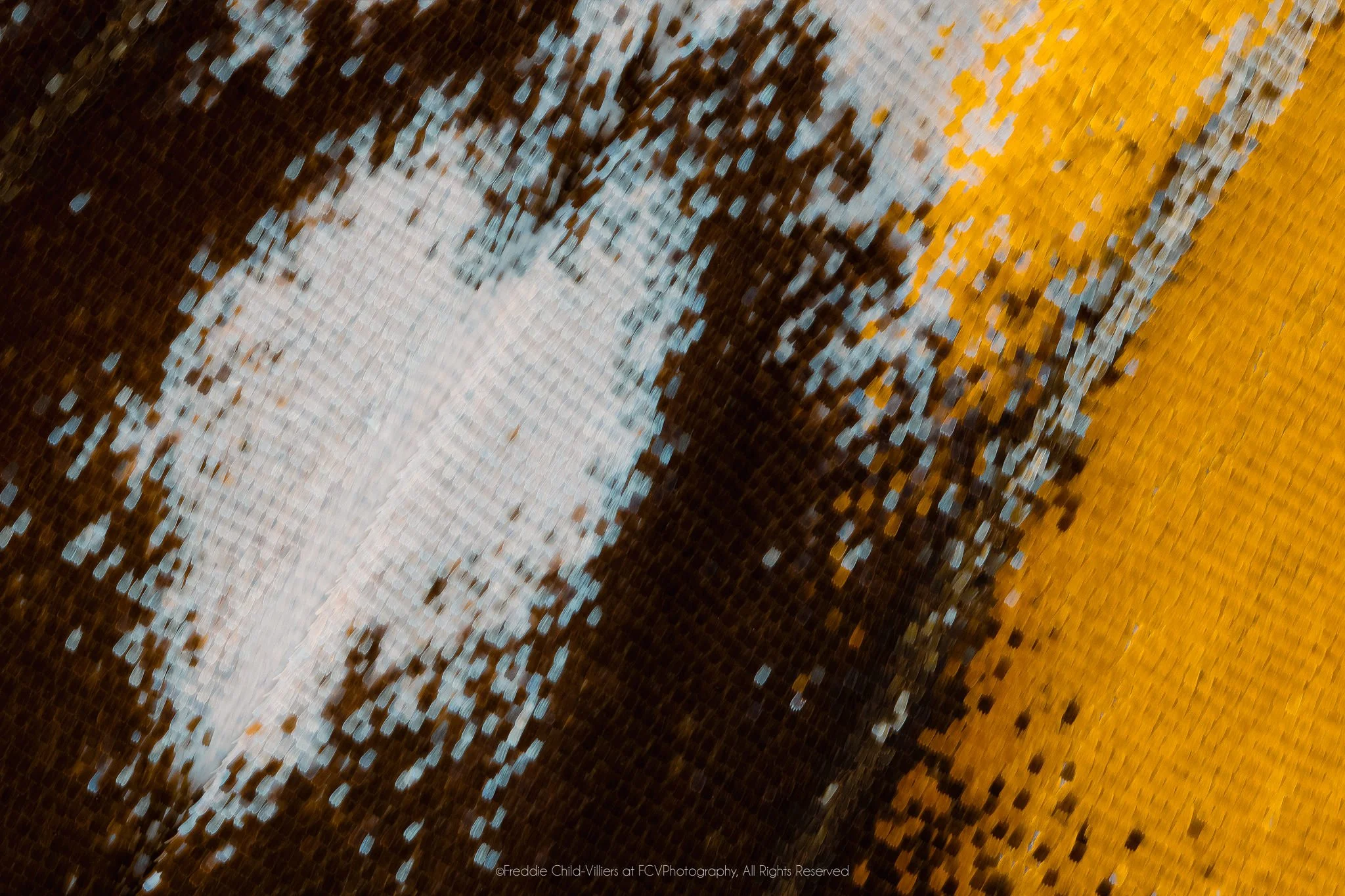 Extreme macro detail of a pale blue-white oval within dark brown wing scales beside a saturated yellow edge.