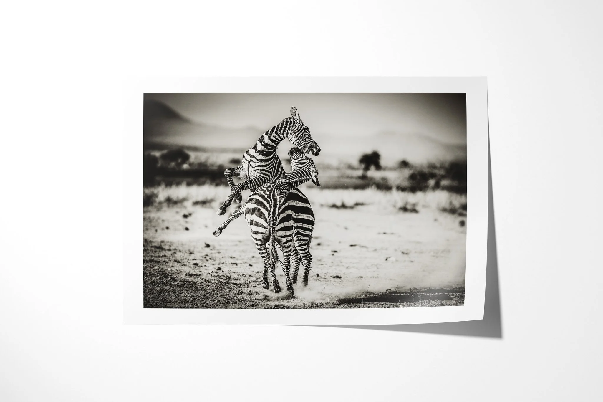 Fine art paper print of Dominance, showing two plains zebras rearing together, one pressing raised forelegs against the other.