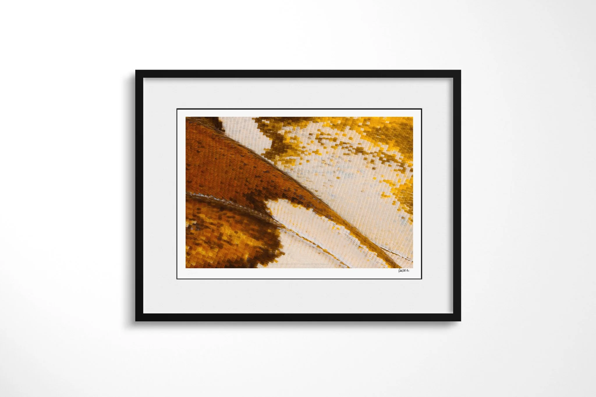 Black-framed presentation of Cymothoe beckeri (Male) - Cymothoe Tribe IV with a white mount, showing rust-brown, cream and ochre wing scales crossed by a dark diagonal vein.