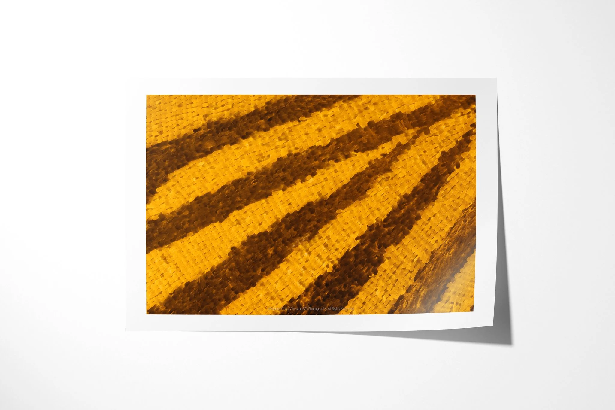 Fine art paper print of Papilio gallienus - Papilionini Tribe V, showing dark brown diagonal stripes fanning across saturated golden-yellow wing scales.