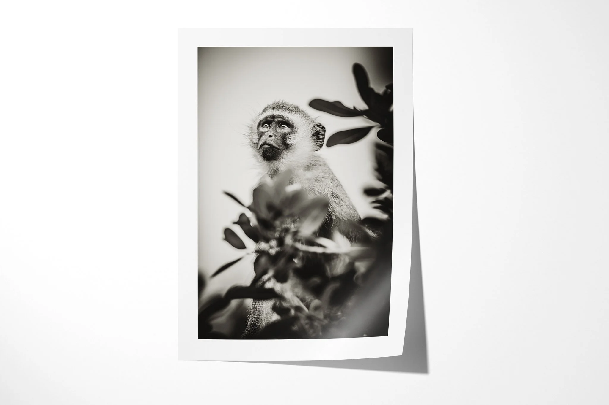Fine art paper print of Vedette, showing vervet-type monkey among leafy branches, looking upward with a dark face and pale brow.