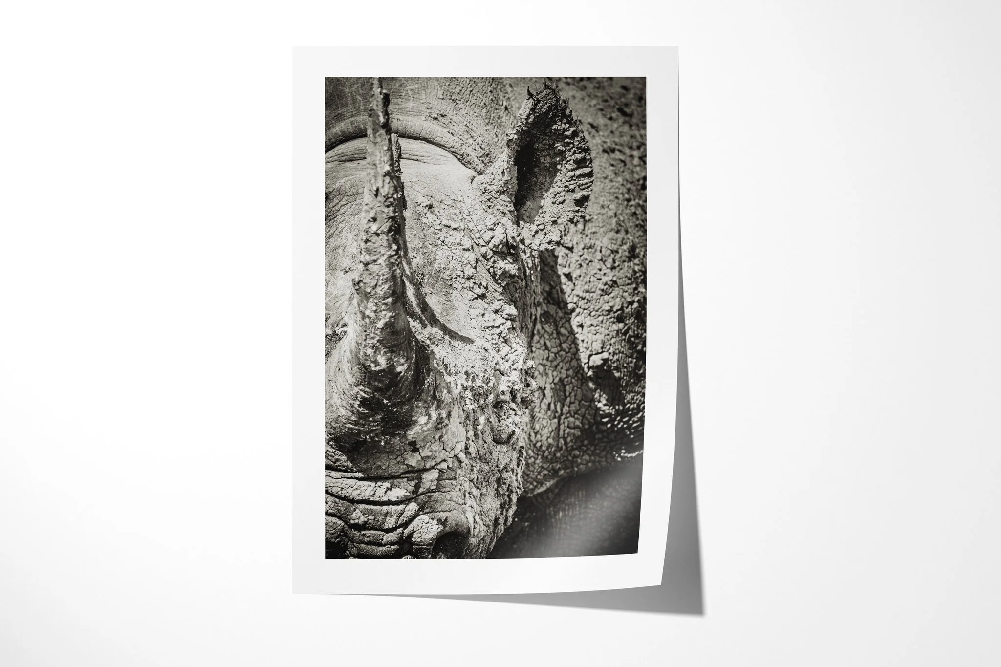 Fine art paper print of Fragile, showing extreme close view of a rhinoceros face and horns, with cracked dried mud across the skin.