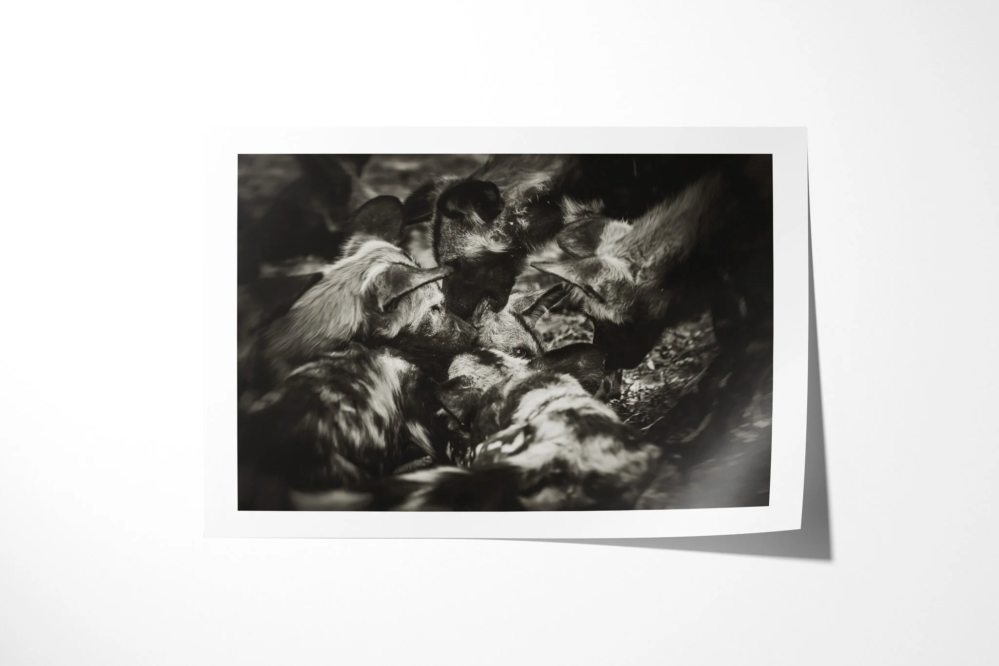 Fine art paper print of The Pack, showing african wild dogs clustered tightly together, their rounded ears and mottled coats overlapping.