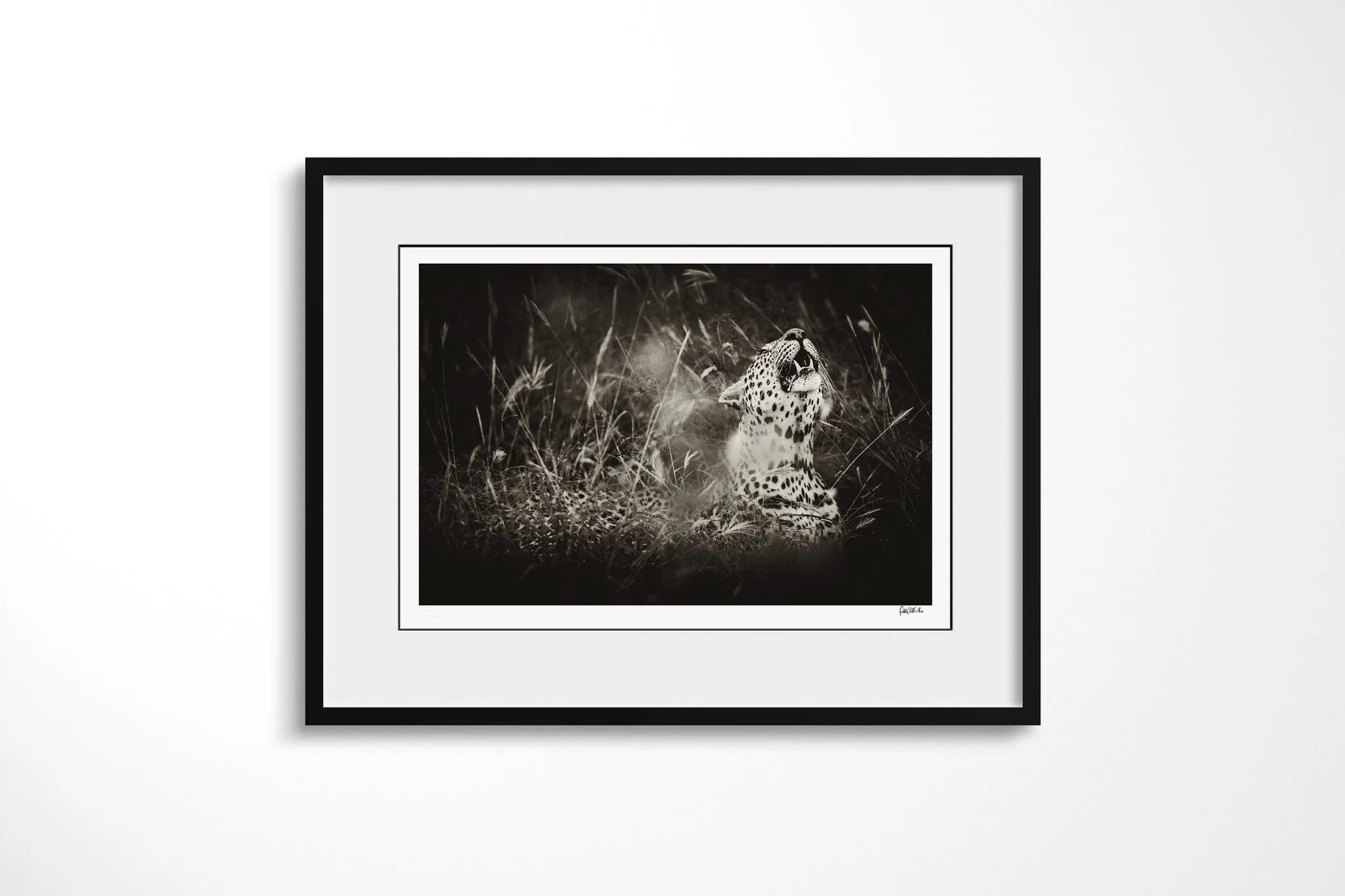Framed presentation of Look To The Stars with a white mount and black frame, showing seated leopard in grass looking upward, with its mouth slightly open and chest in profile.