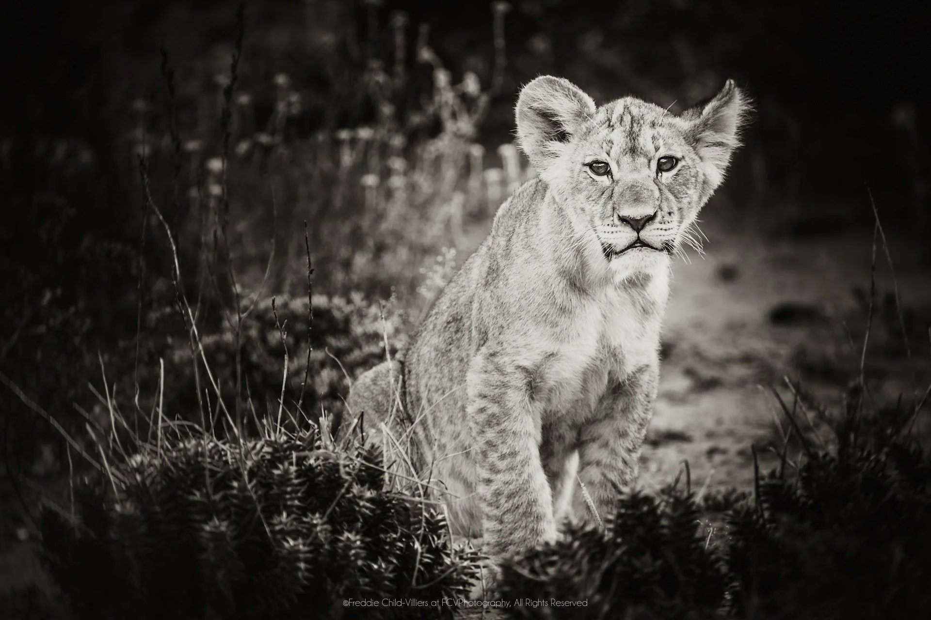 Lion cub standing front-on amid tall grass, with rounded ears and dark eyes directed towards the camera.