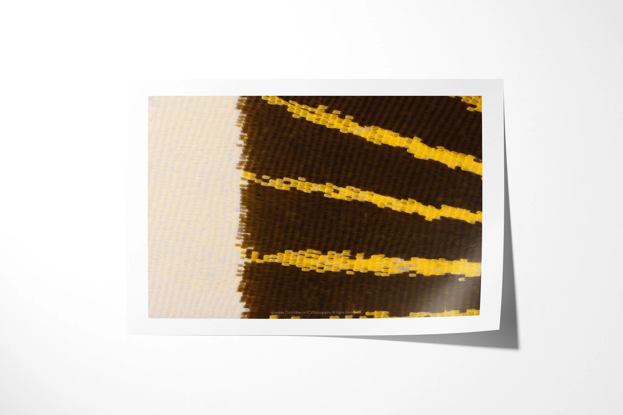 Fine art paper print of Papilio lormier - Papilionini Tribe II, showing a cream field beside dark brown wing scales crossed by three narrow yellow bands.