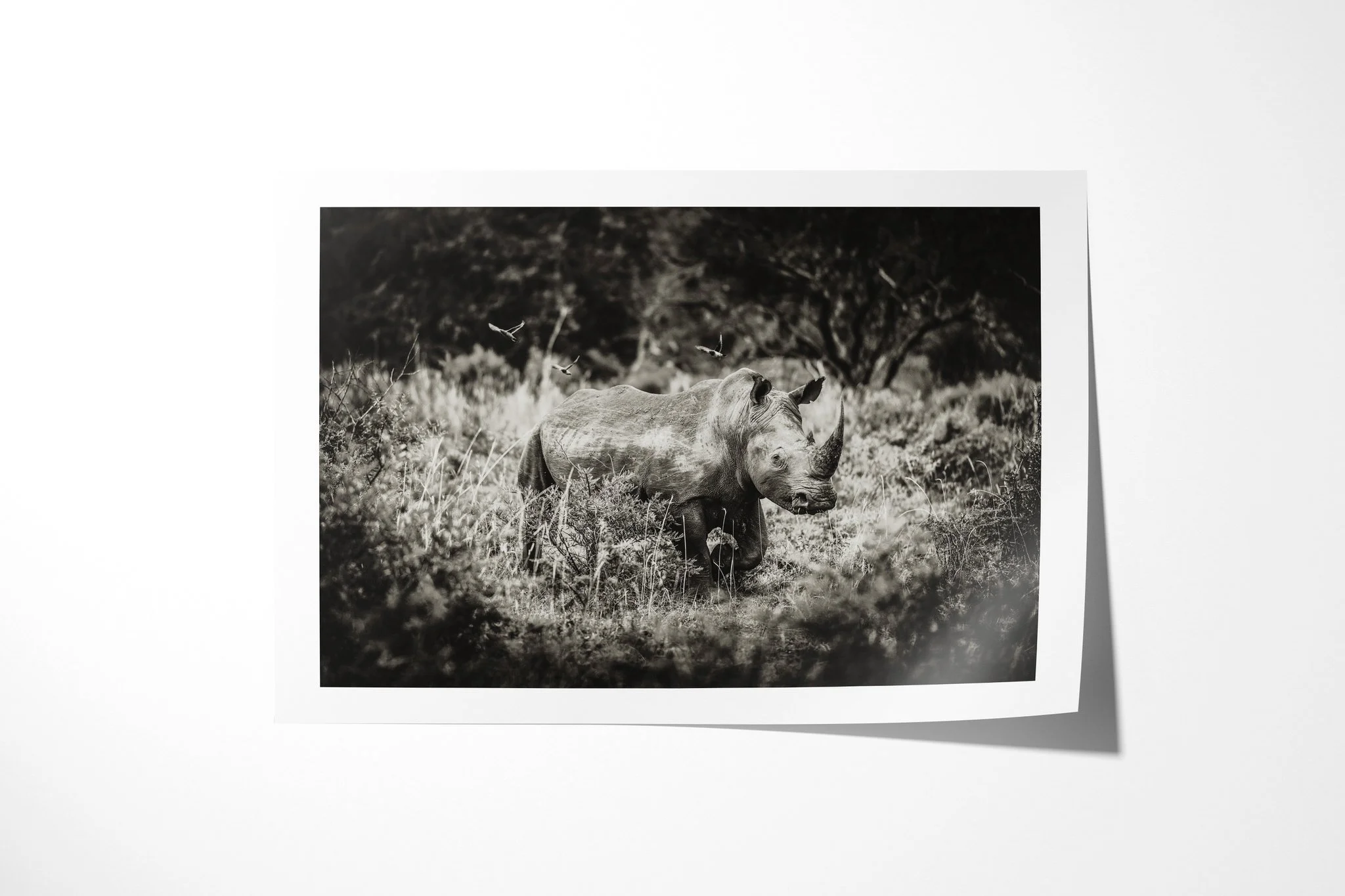 Fine art paper print of Lone Rhino, showing solitary rhinoceros standing among bush and grass, its head raised and two horns visible.