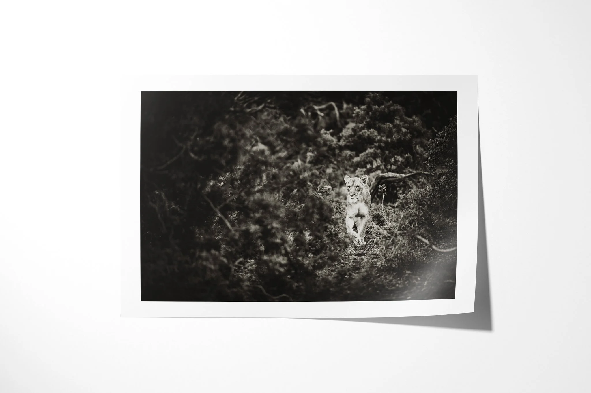 Fine art paper print of Saunter, showing lioness walking forward through dense dark vegetation, her face and forelegs emerging from shadow.