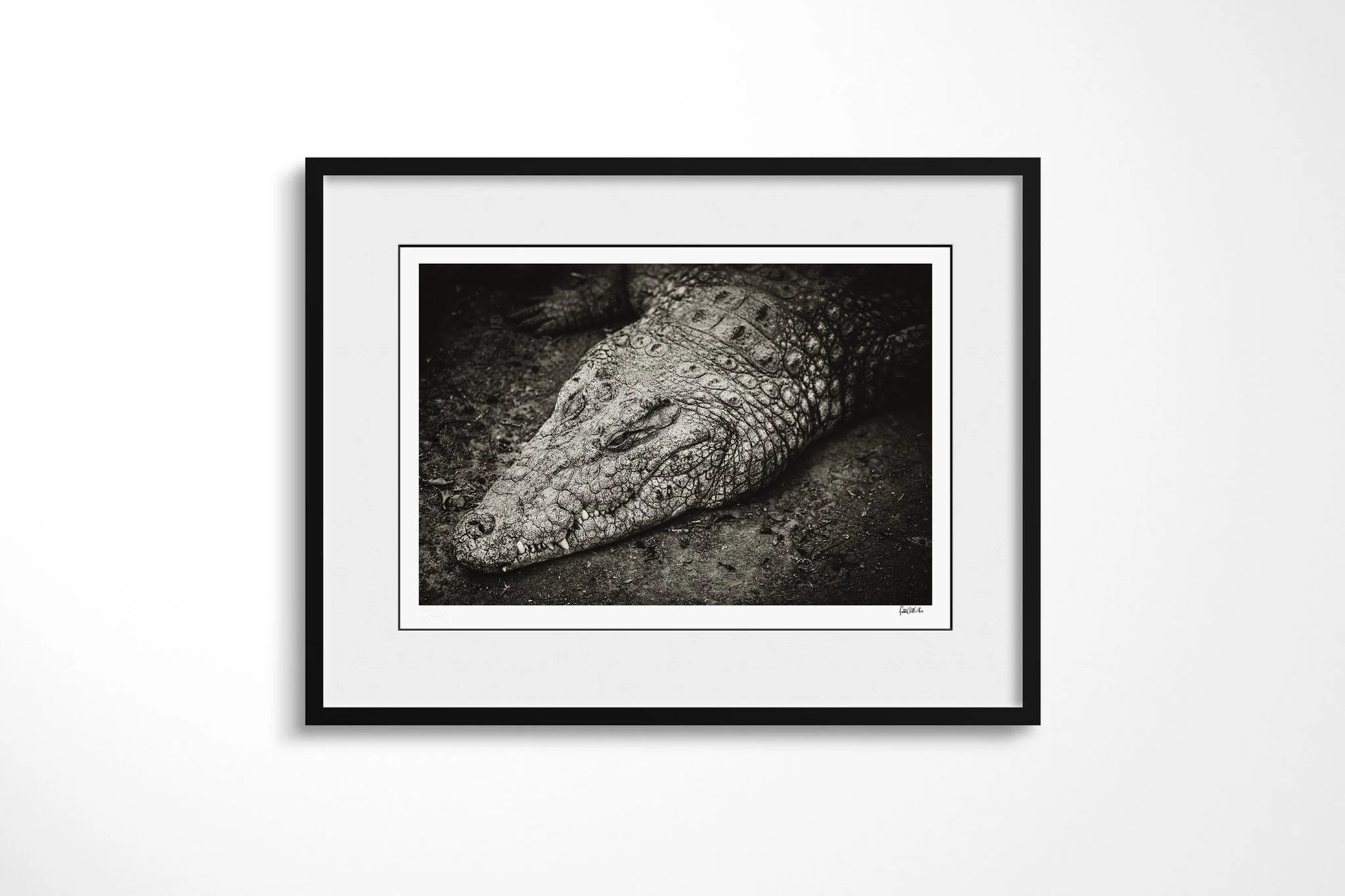 Framed presentation of Nile Crocodile with a white mount and black frame, showing close view of a Nile crocodile’s broad head resting low on the ground, with heavy facial scutes visible.