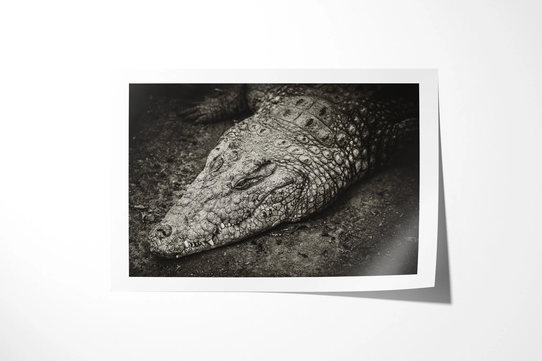 Fine art paper print of Nile Crocodile, showing close view of a Nile crocodile’s broad head resting low on the ground, with heavy facial scutes visible.