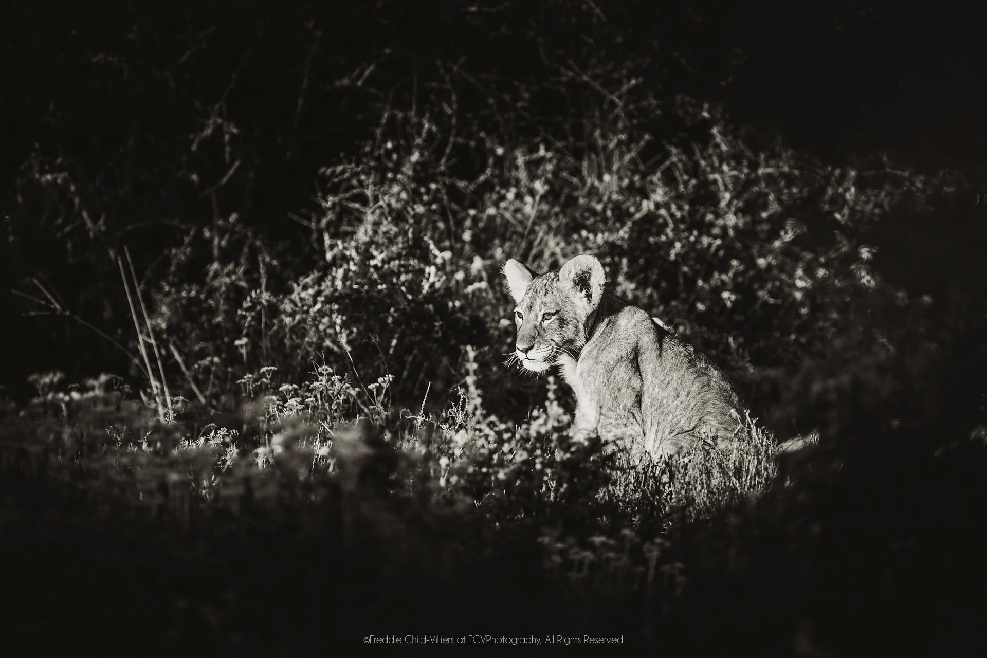 Lion cub sitting in deep shadow among grass, with its face and rounded ears picked out by light.