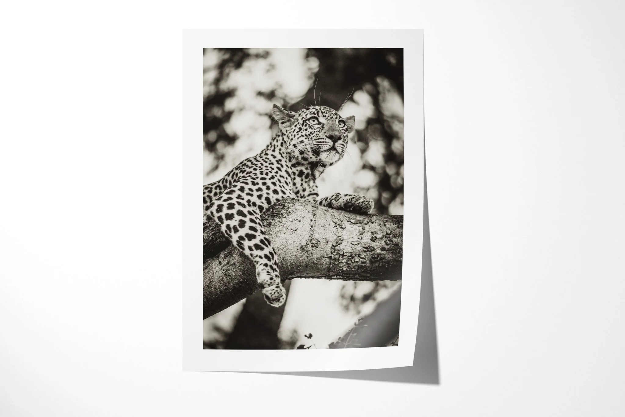 Fine art paper print of Observation, showing leopard draped over a tree branch in a vertical frame, looking upward through foliage.