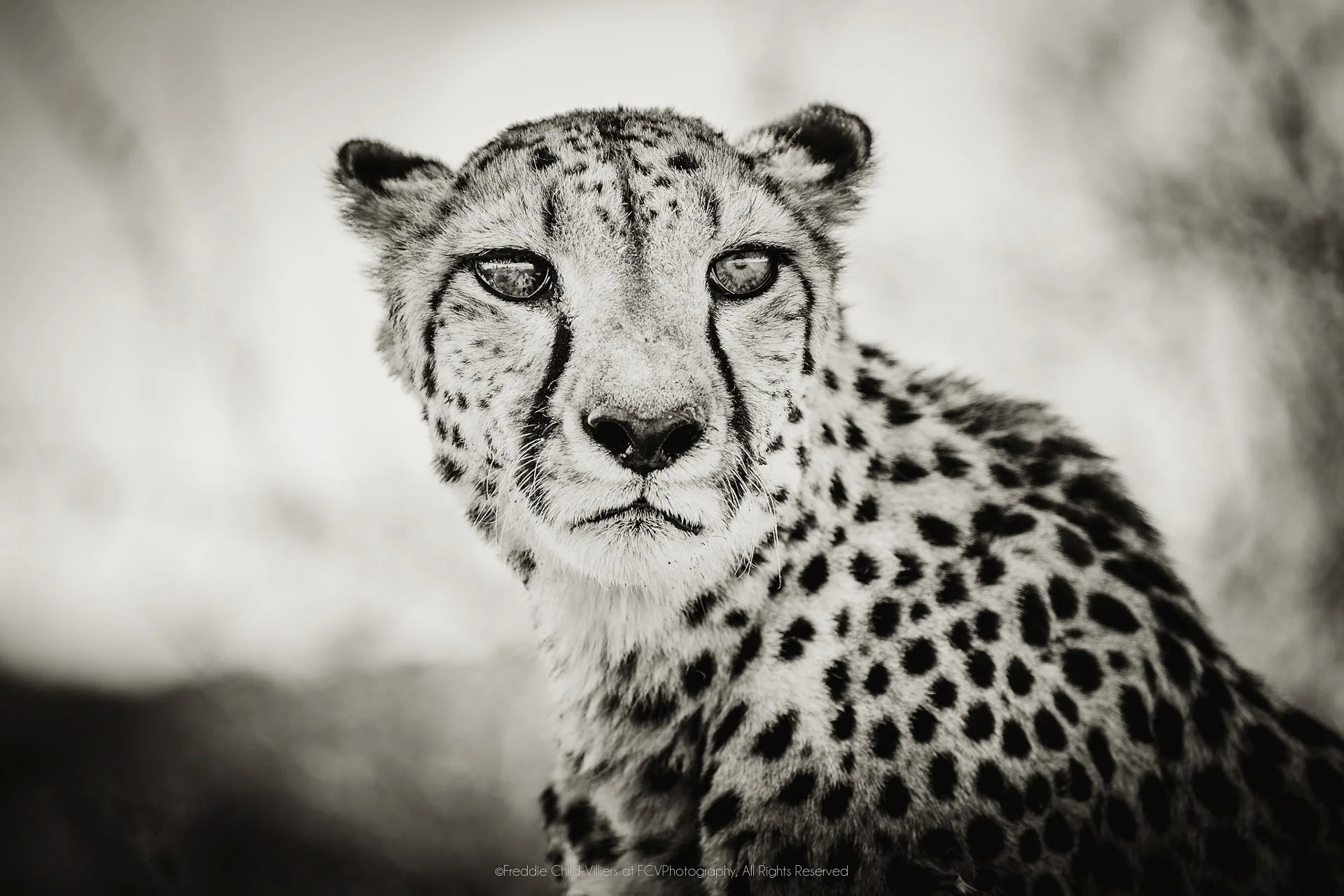 Close monochrome portrait of a cheetah facing the camera with a level gaze and dark tear marks.
