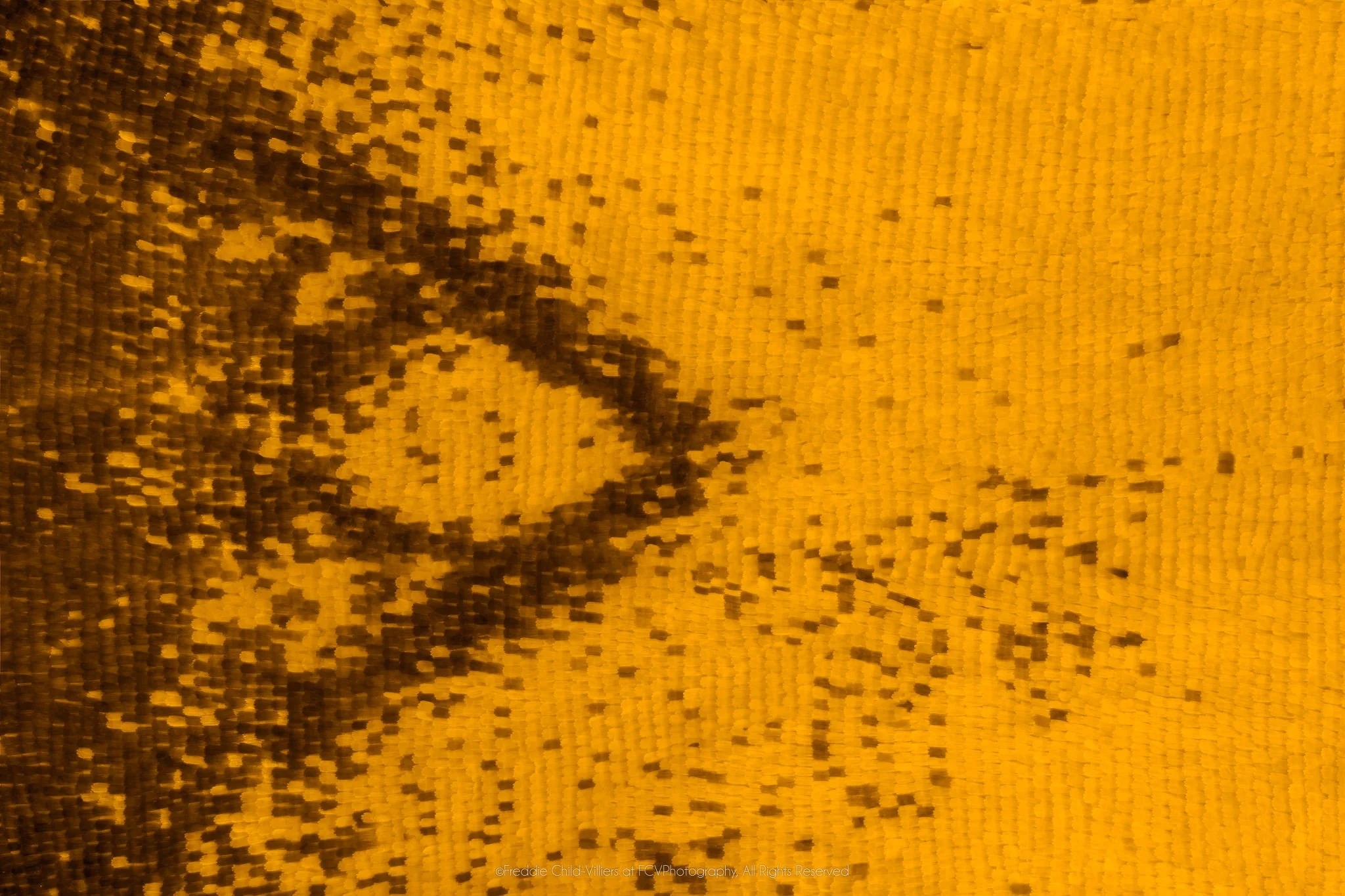 Cymothoe beckeri (Male) - Cymothoini Tribe V