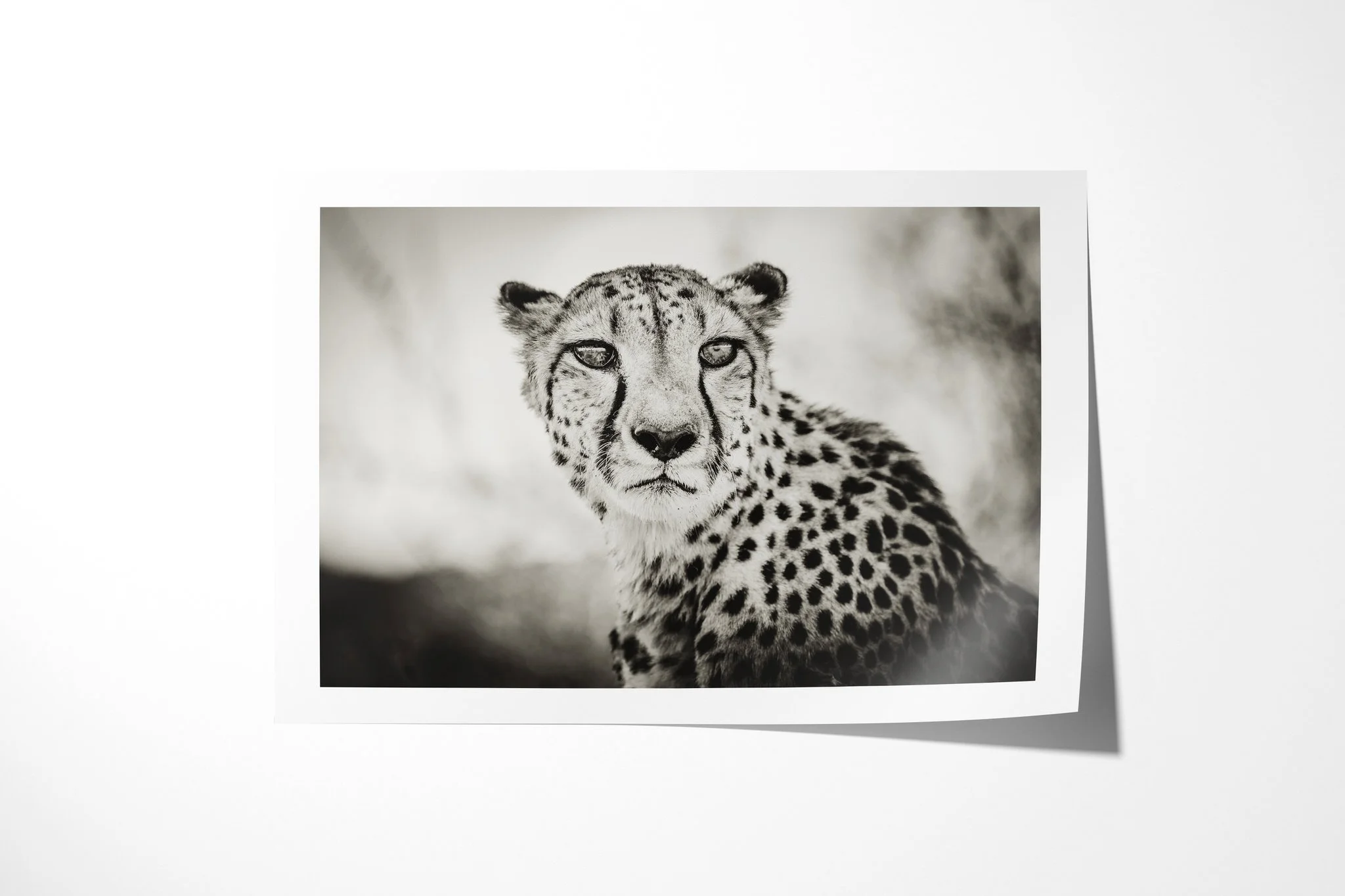 Fine art paper print of An Eye For An Eye, showing close monochrome portrait of a cheetah facing the camera with a level gaze and dark tear marks.