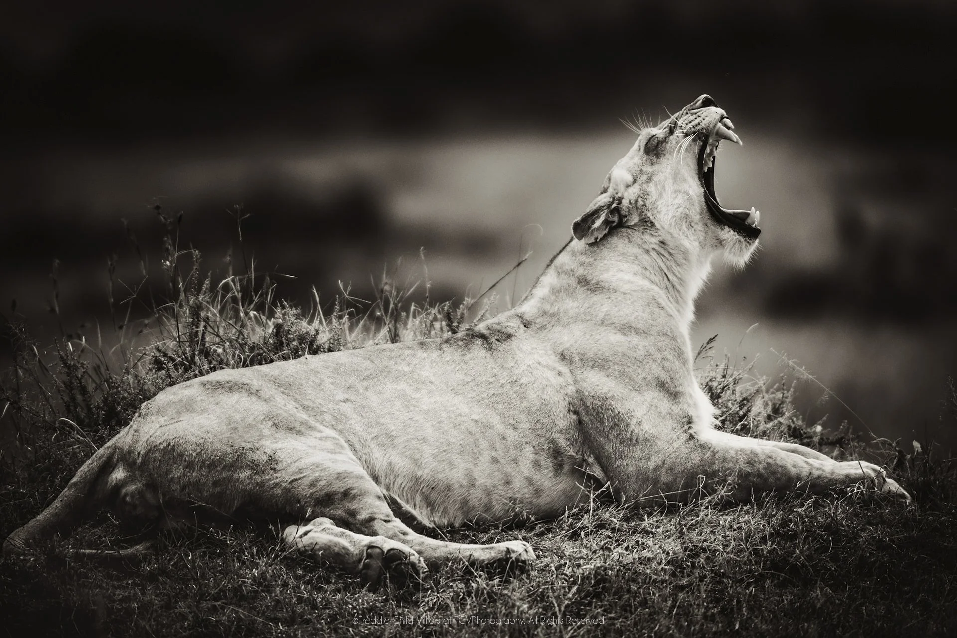 Lion lying in short grass with its head raised and mouth open.