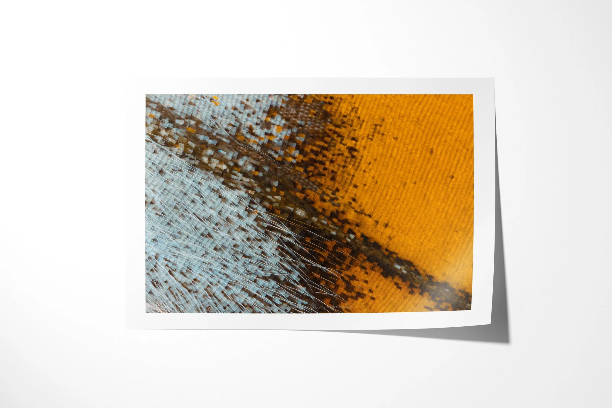 Fine art paper print of Cymothoe beckeri - Cymothoe Tribe VIII, showing icy blue-white and amber-orange wing scales divided by a dark diagonal seam with fine hairs.