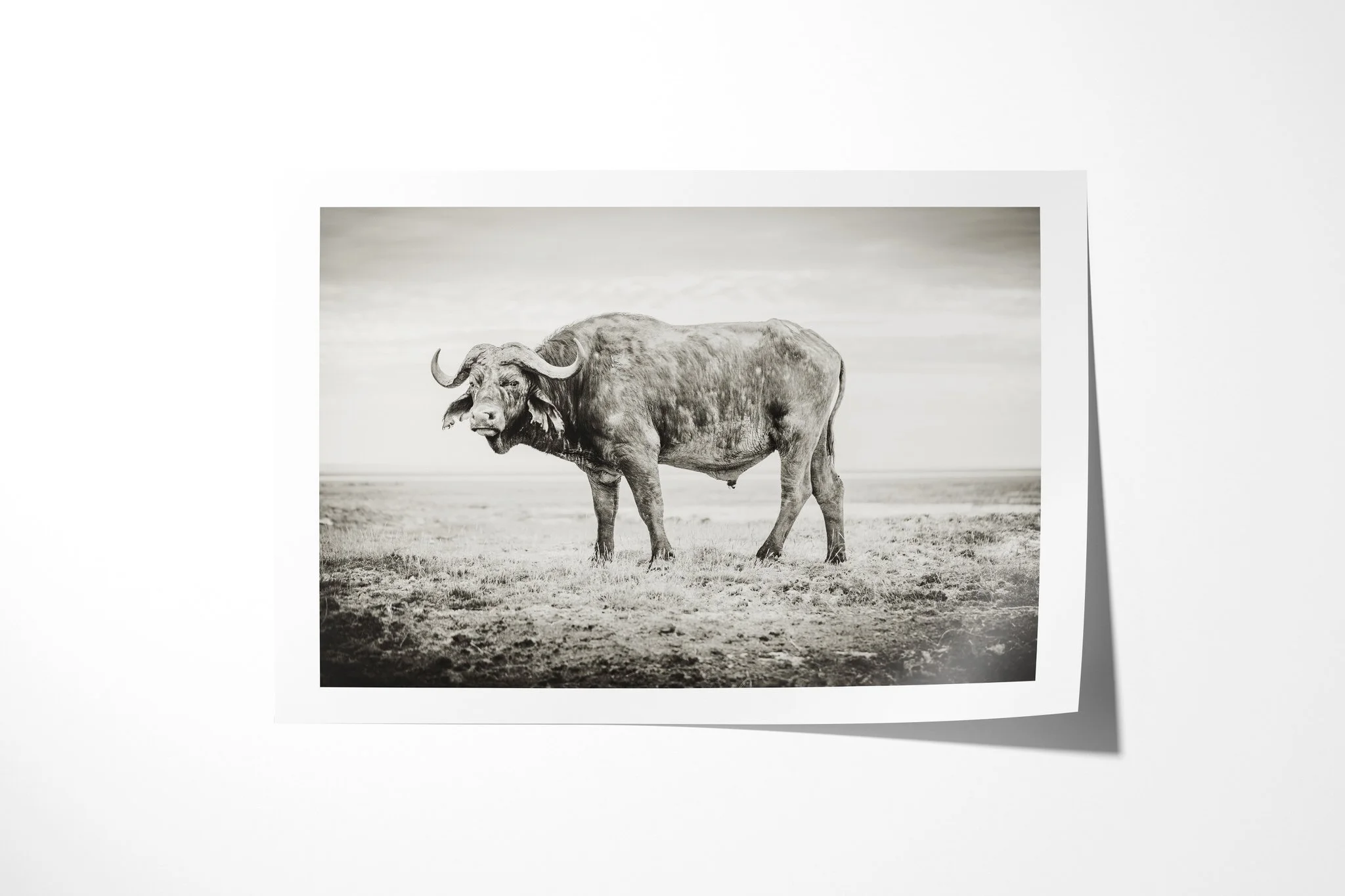 Fine art paper print of Dagga Boy, showing solitary African buffalo standing on an open plain, its heavy horns silhouetted against pale ground.