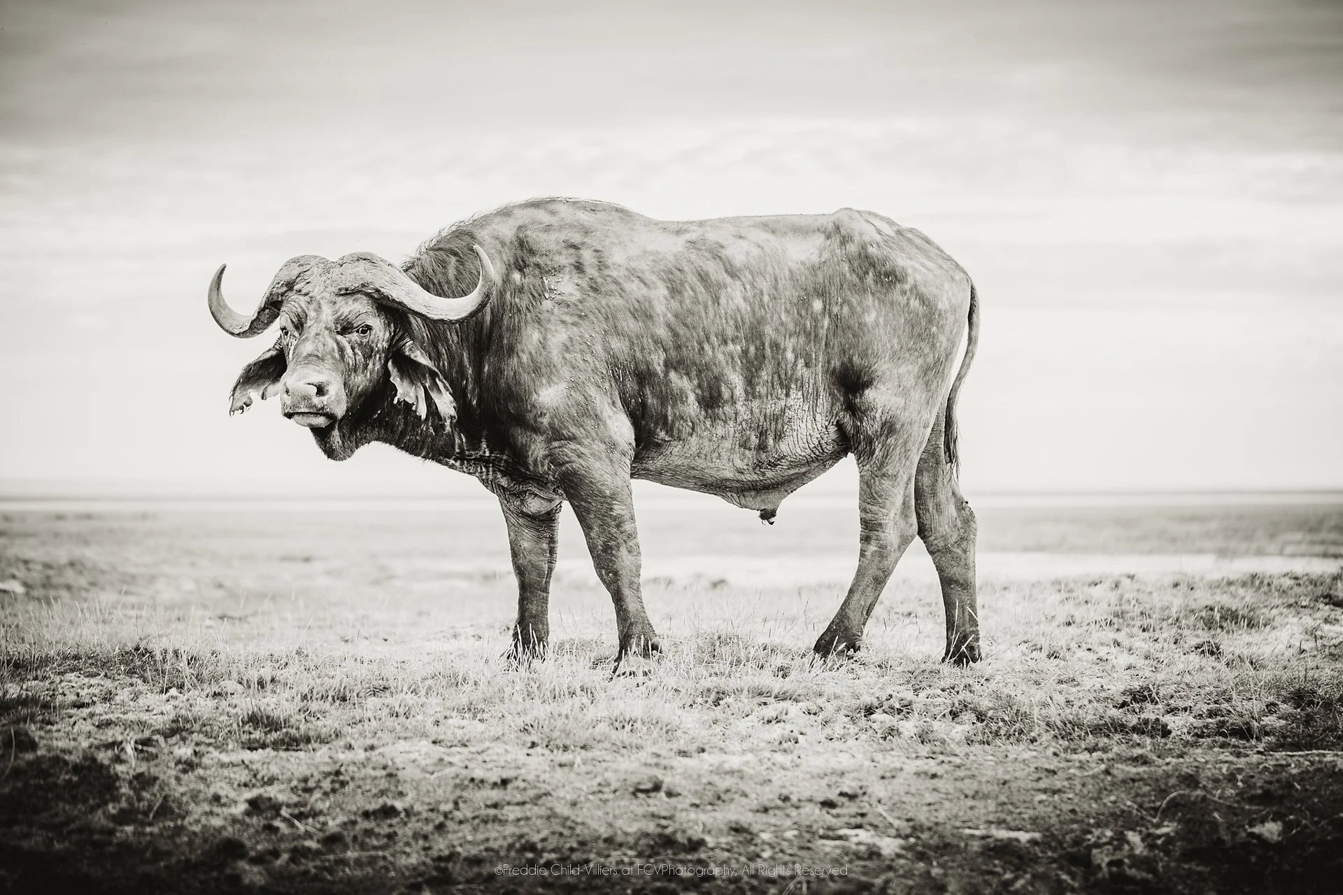 Solitary African buffalo standing on an open plain, its heavy horns silhouetted against pale ground.