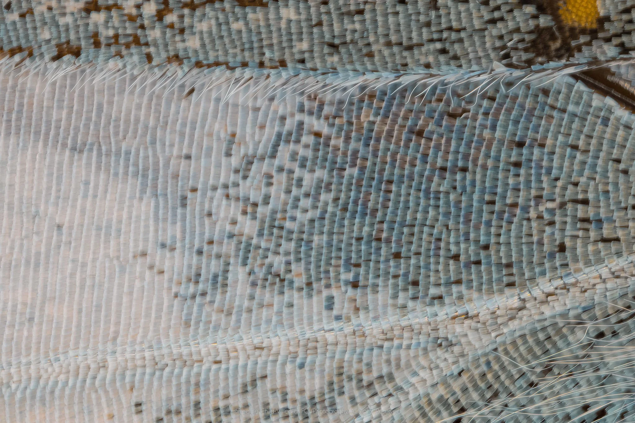 Extreme macro detail of cool blue-grey wing scales, a raised pale ridge and fine translucent hairs.
