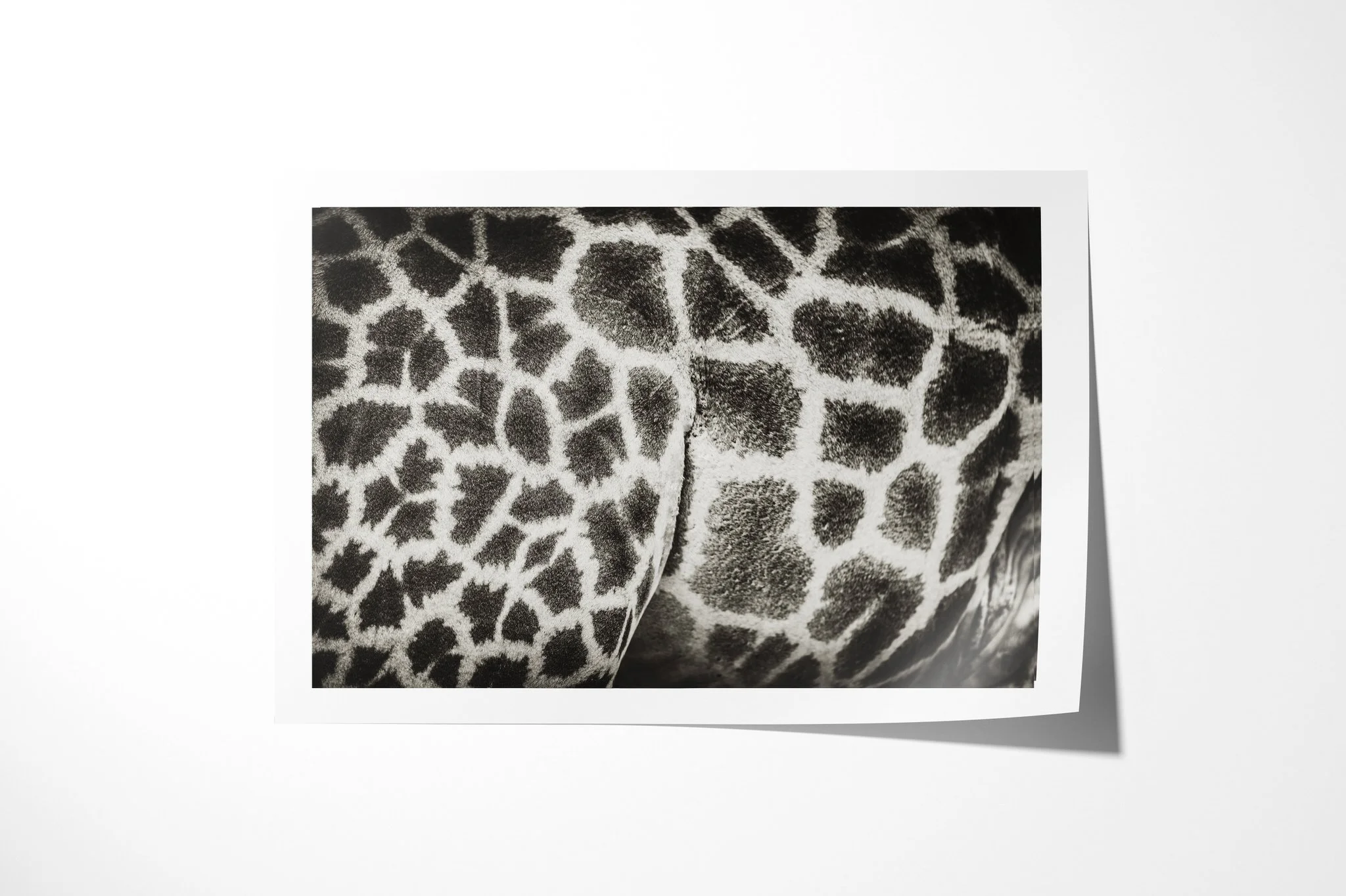 Fine art paper print of Patchwork, showing close crop of a giraffe’s polygonal coat pattern across the shoulder and lower neck.