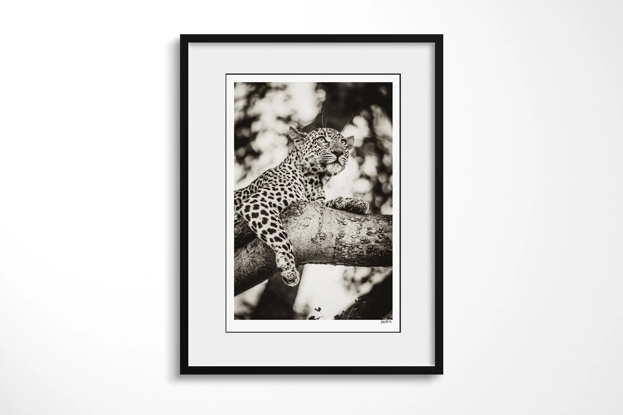 Framed presentation of Observation with a white mount and black frame, showing leopard draped over a tree branch in a vertical frame, looking upward through foliage.