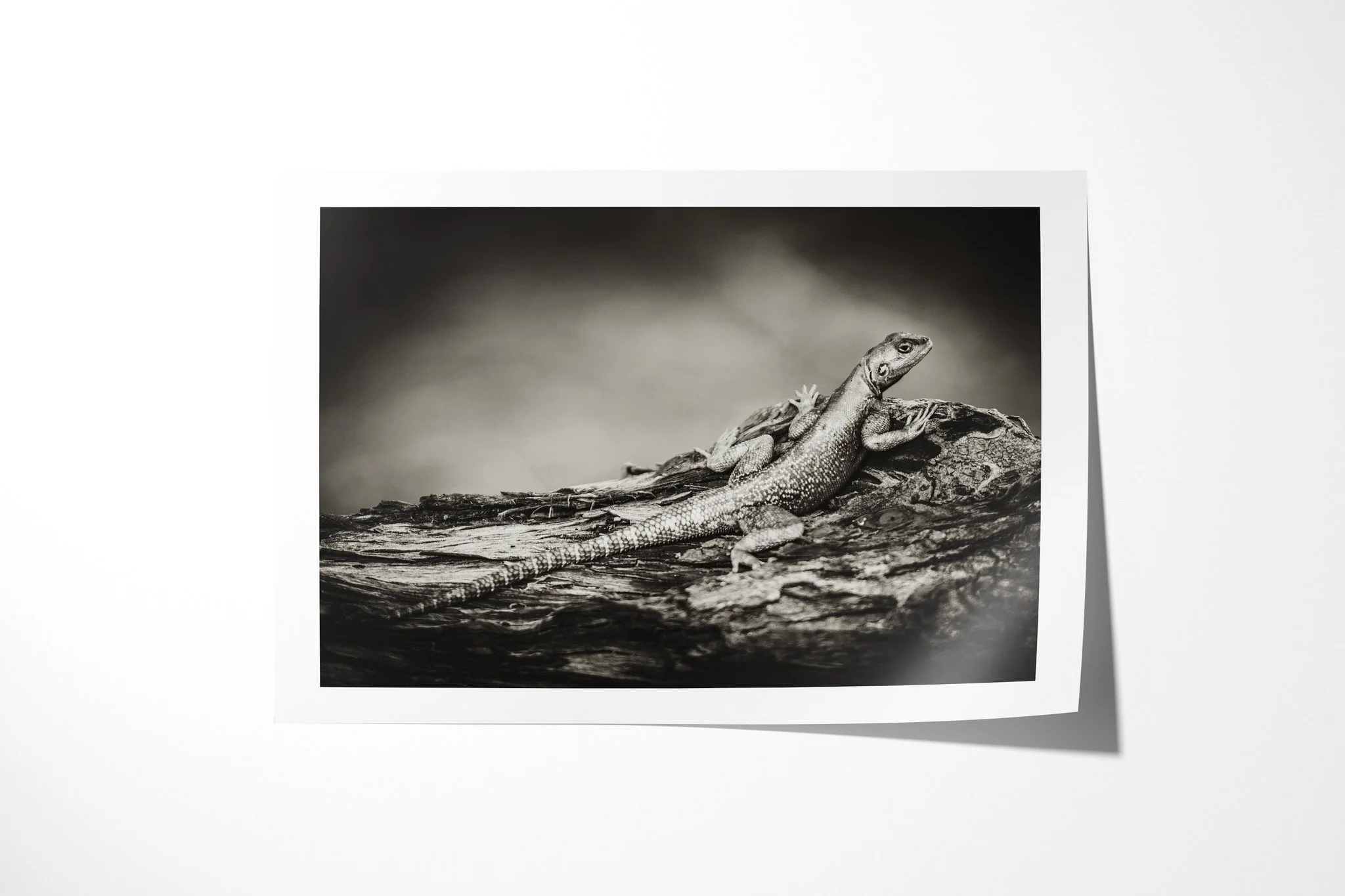 Fine art paper print of Agama, showing agama lizard resting in side profile on a weathered log, its textured scales picked out in monochrome.