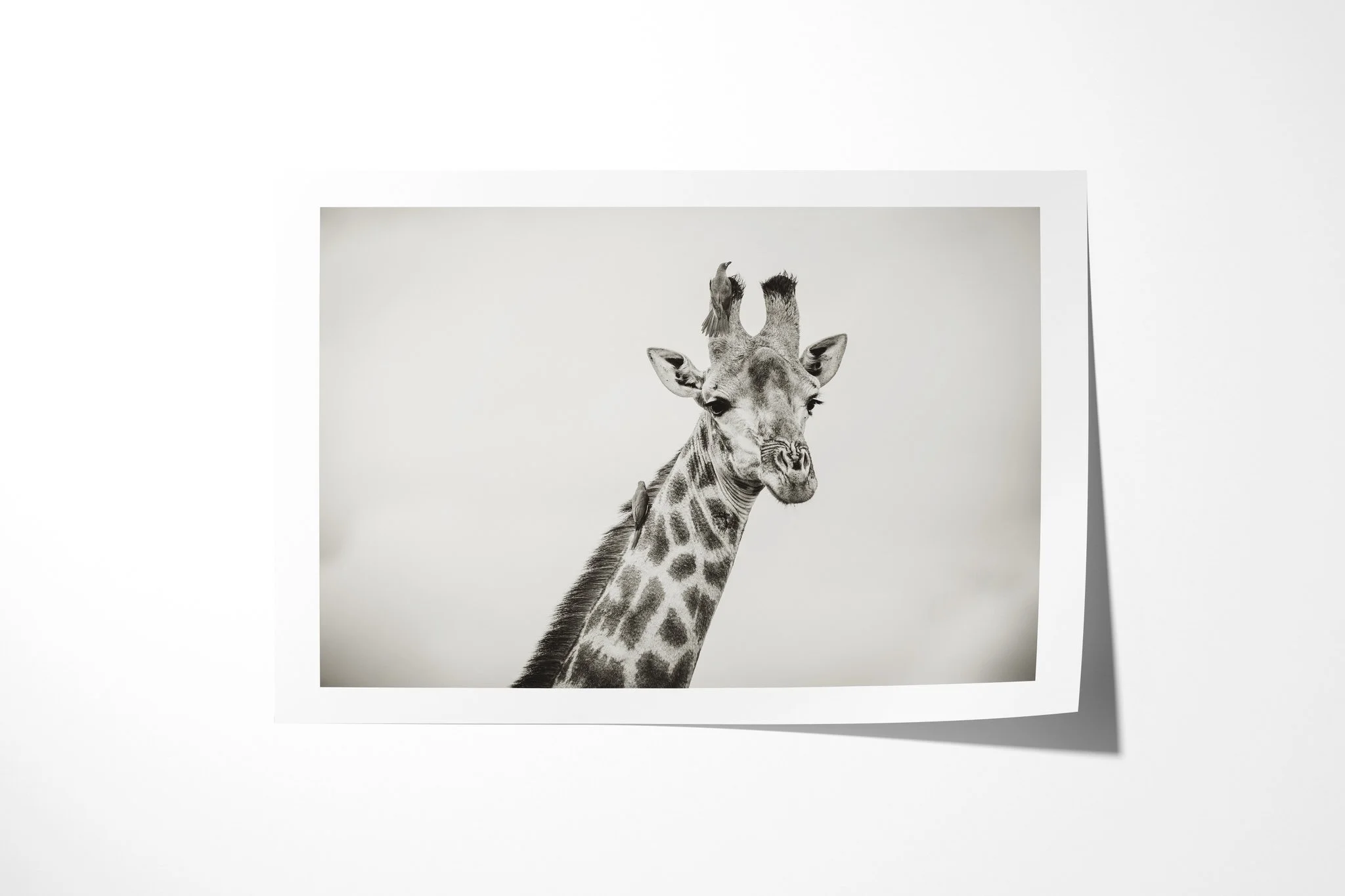 Fine art paper print of Giraffe & Oxpeckers, showing giraffe head and neck in profile with several oxpeckers perched along its coat.