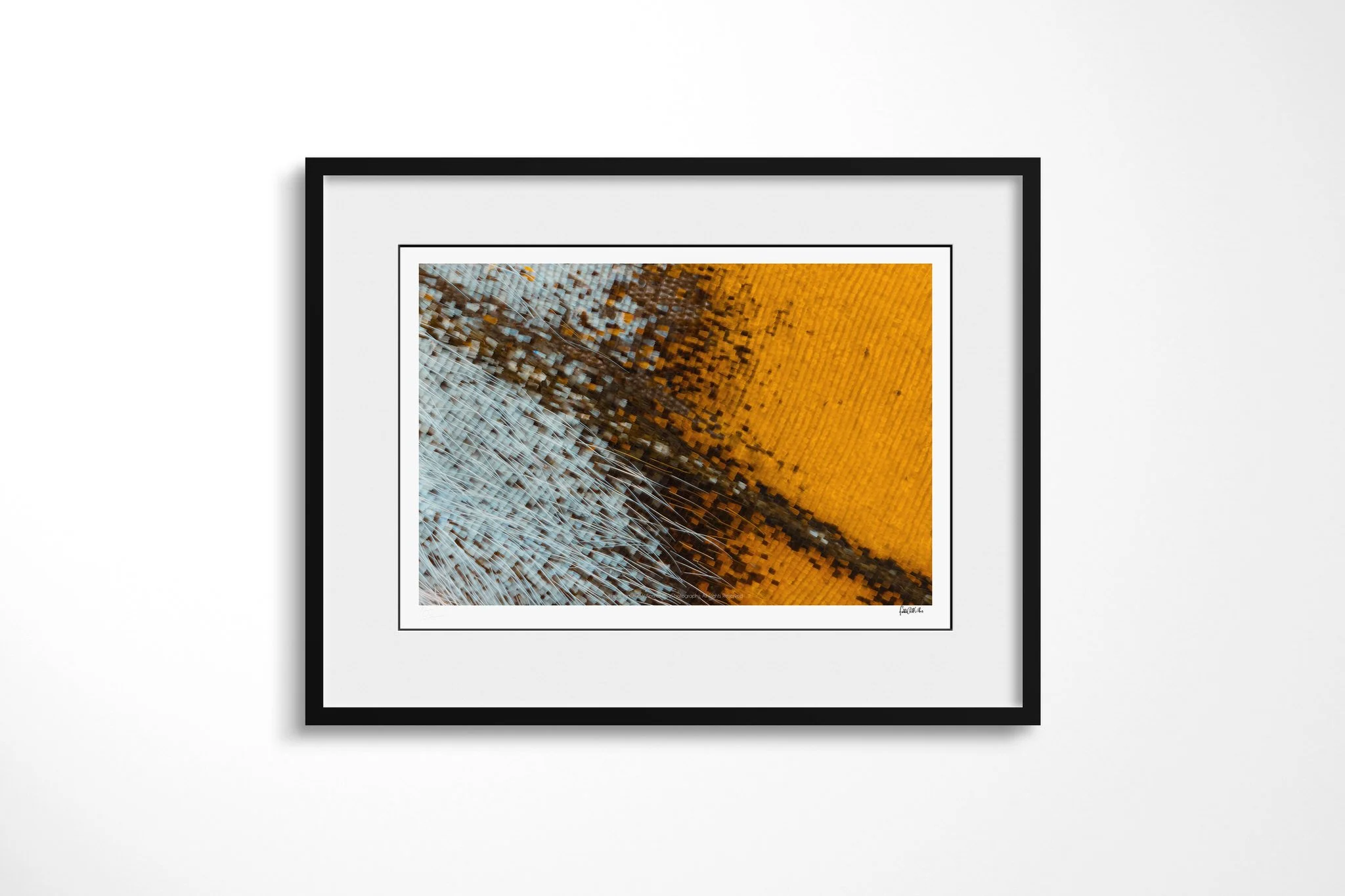 Black-framed presentation of Cymothoe beckeri - Cymothoe Tribe VIII with a white mount, showing icy blue-white and amber-orange wing scales divided by a dark diagonal seam with fine hairs.