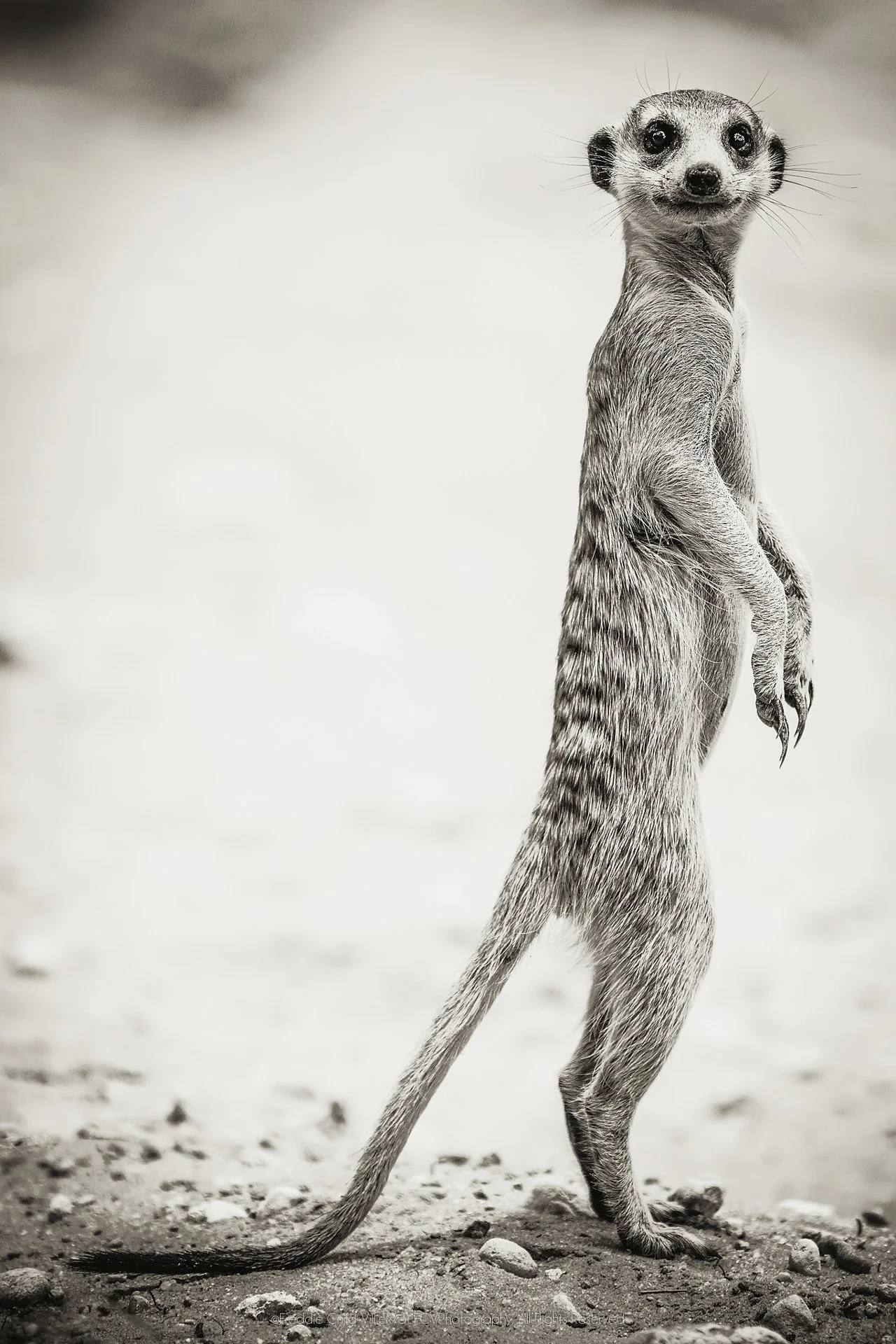 Meerkat standing upright on its hind legs, forepaws held close against softly blurred scrub.