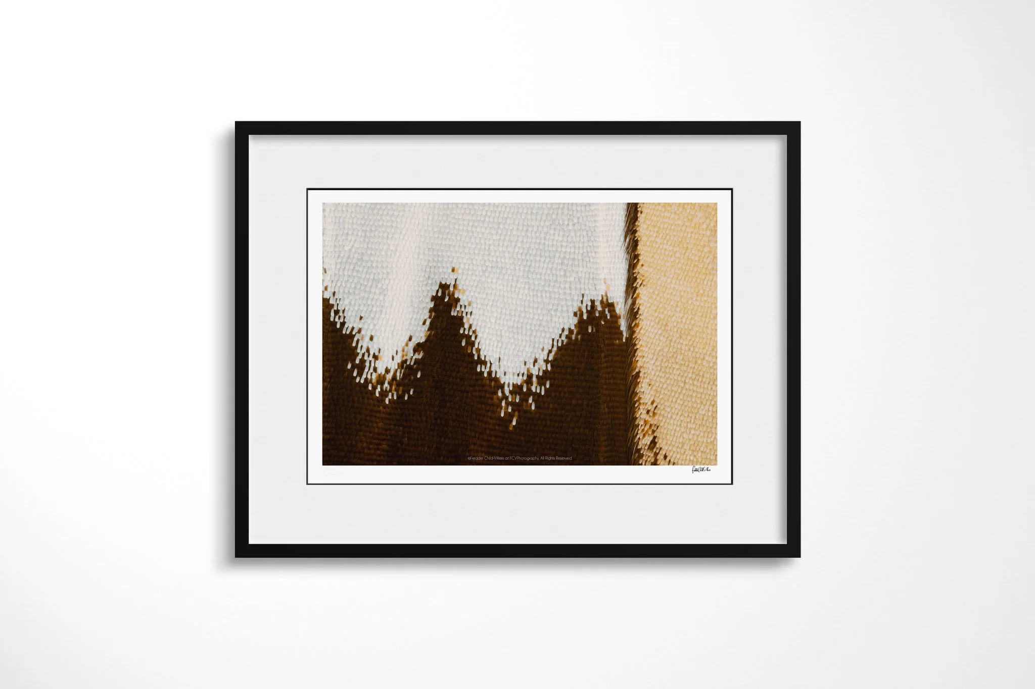 Black-framed presentation of Papilio gallienus - Papilionini Tribe II with a white mount, showing pale blue-white scales above a dark brown band of triangular peaks with a cream edge.