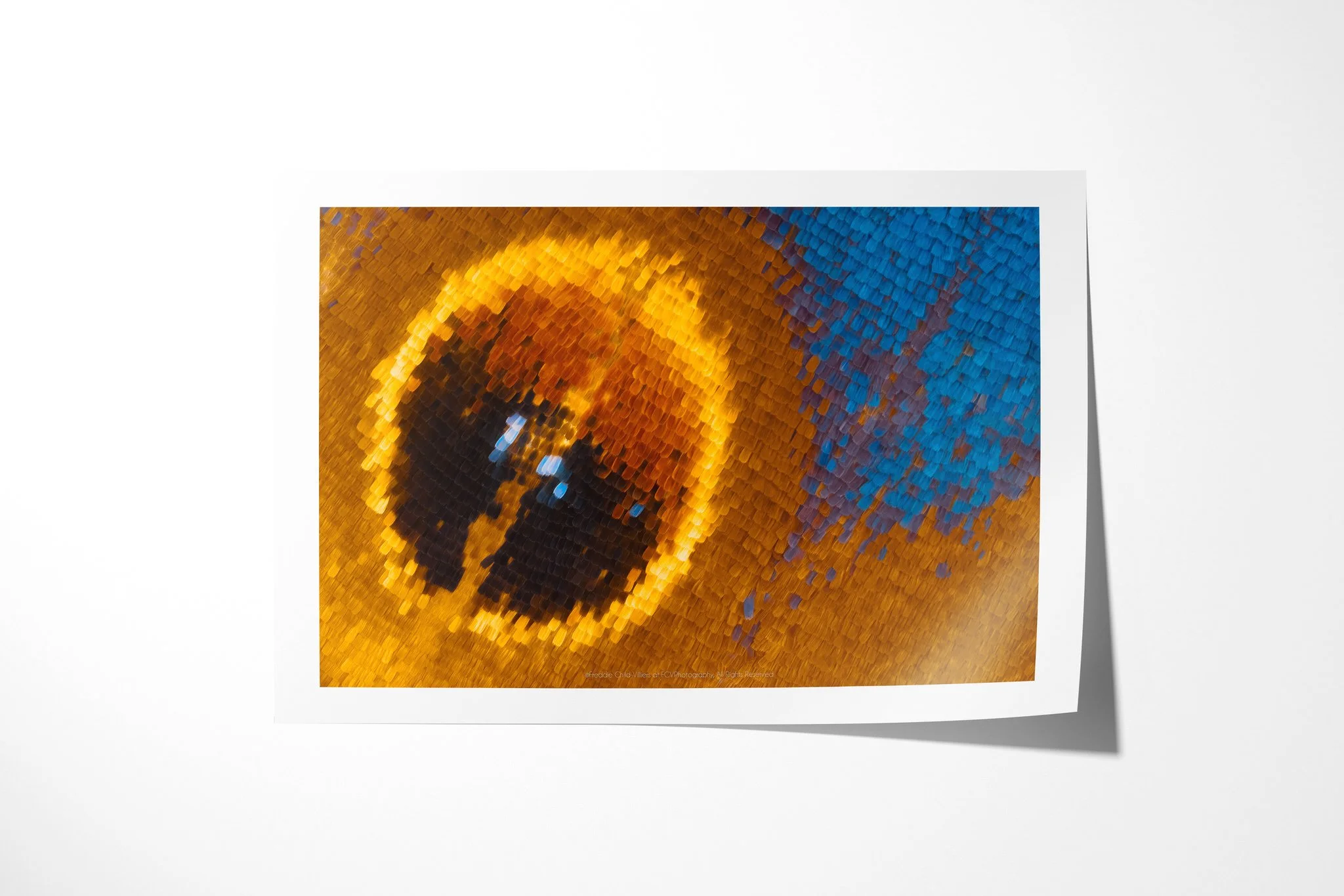Fine art paper print of Protogoniomorpha temora - Junoniini Tribe II, showing a black, rust and gold eyespot beside saturated turquoise-blue wing scales.